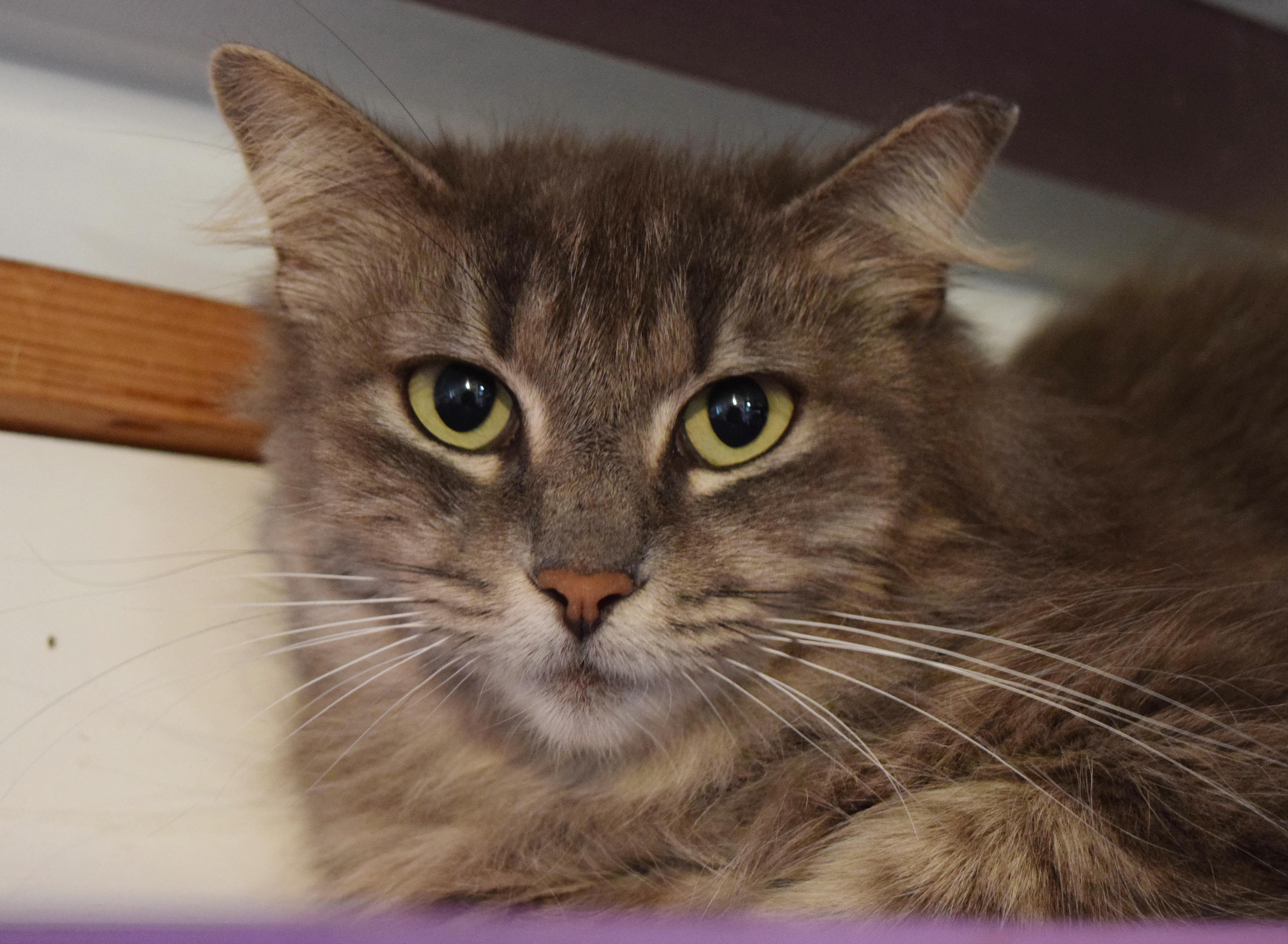 Enlarge Puddin' Pop, a ADOPTABLE mixed breed in Bulverde, TX image 3/6