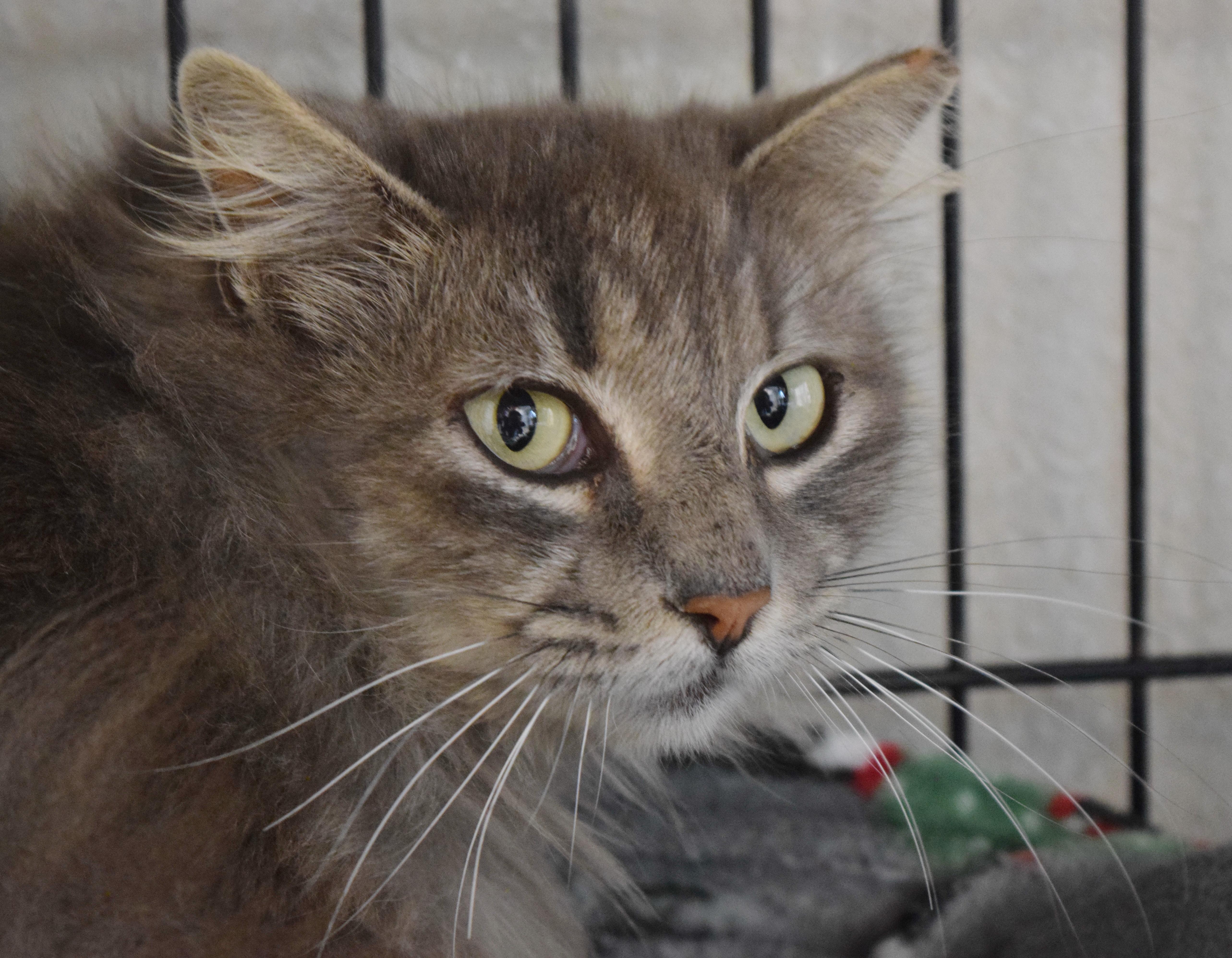 Enlarge Puddin' Pop, a ADOPTABLE mixed breed in Bulverde, TX image 4/6