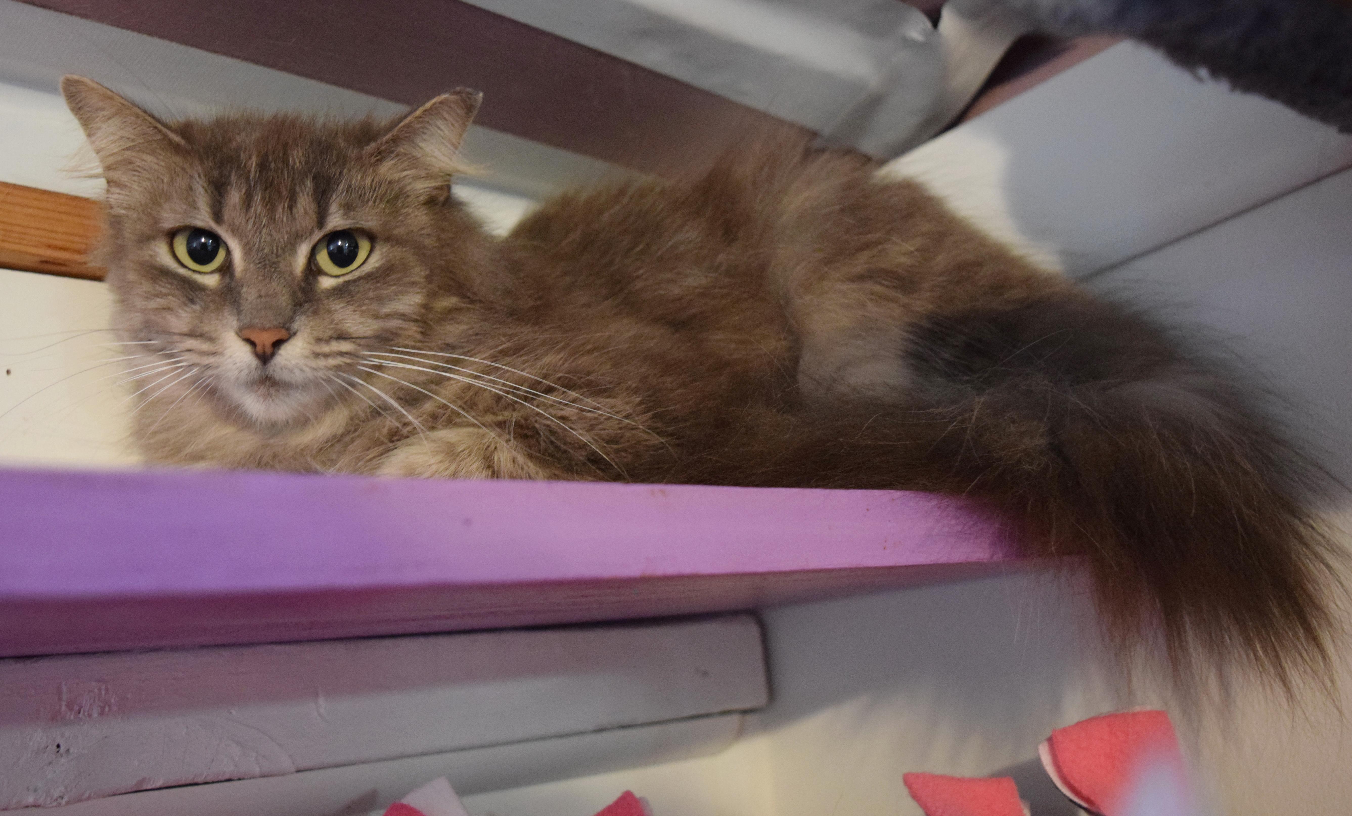 Enlarge Puddin' Pop, a ADOPTABLE mixed breed in Bulverde, TX image 2/6