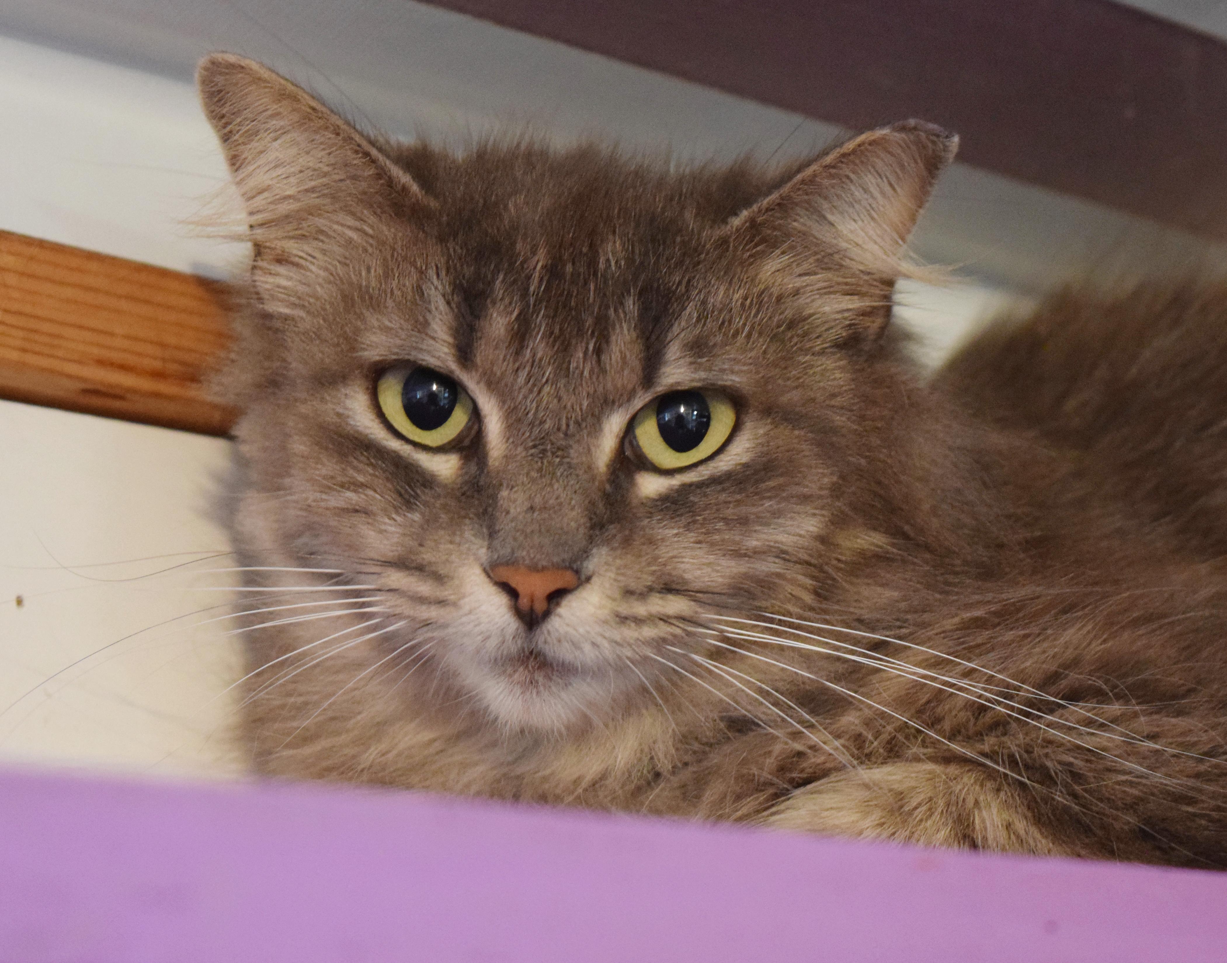 Enlarge Puddin' Pop, a ADOPTABLE mixed breed in Bulverde, TX image 1/6