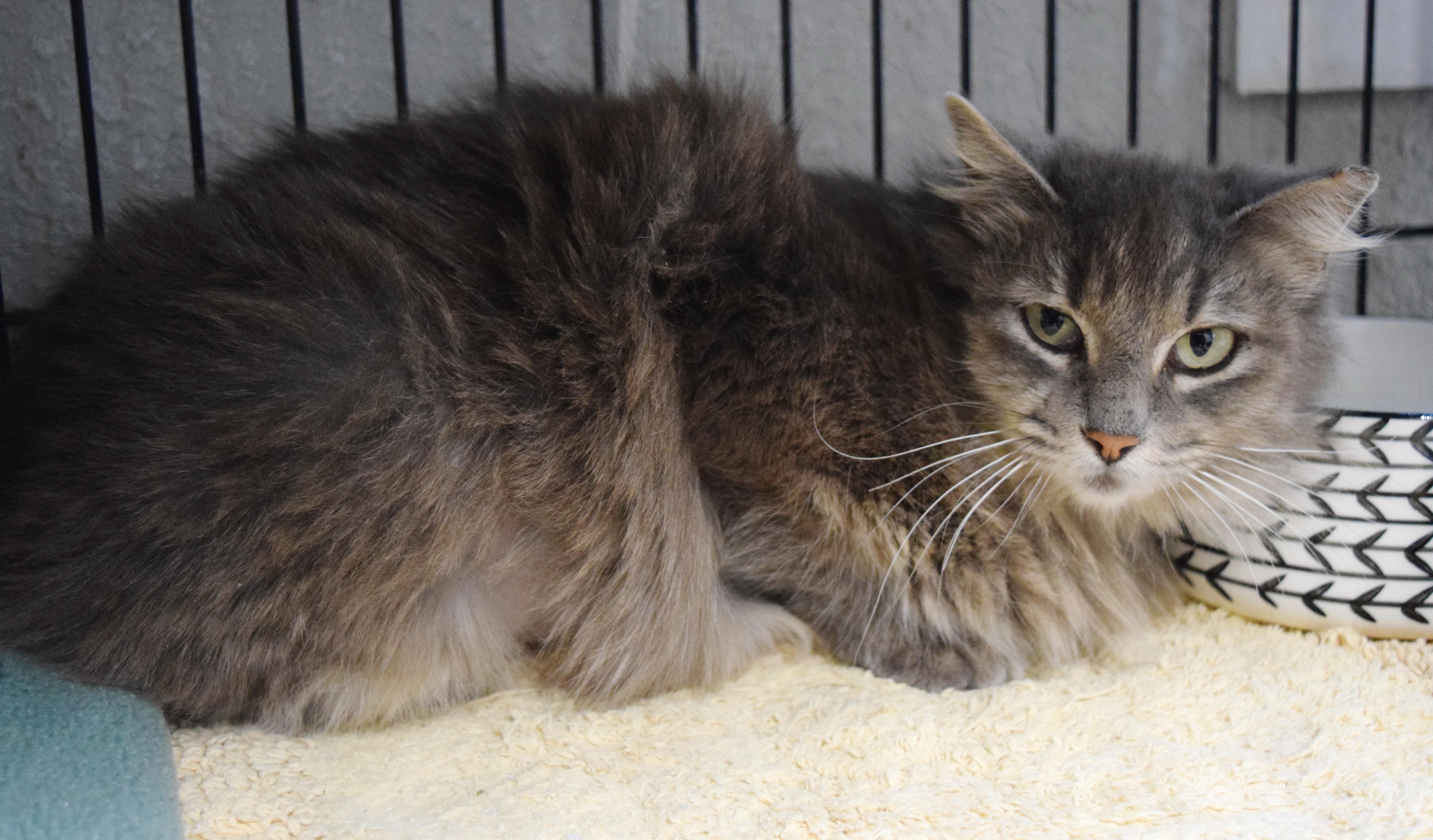 Enlarge Puddin' Pop, a ADOPTABLE mixed breed in Bulverde, TX image 6/6