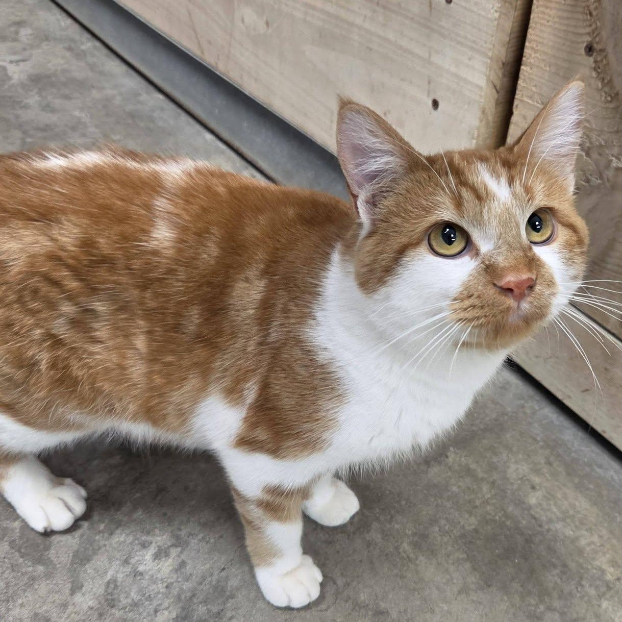 Enlarge Baboon, a Adoptable Domestic Short Hair in Chilton, WI image 1/6
