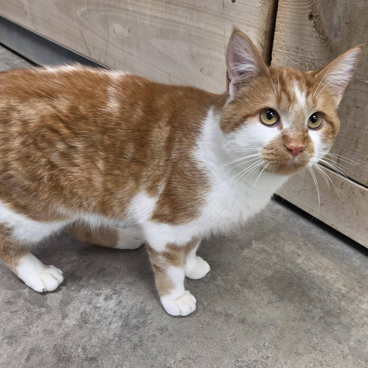 Enlarge Baboon, a Adoptable Domestic Short Hair in Chilton, WI image 2/6