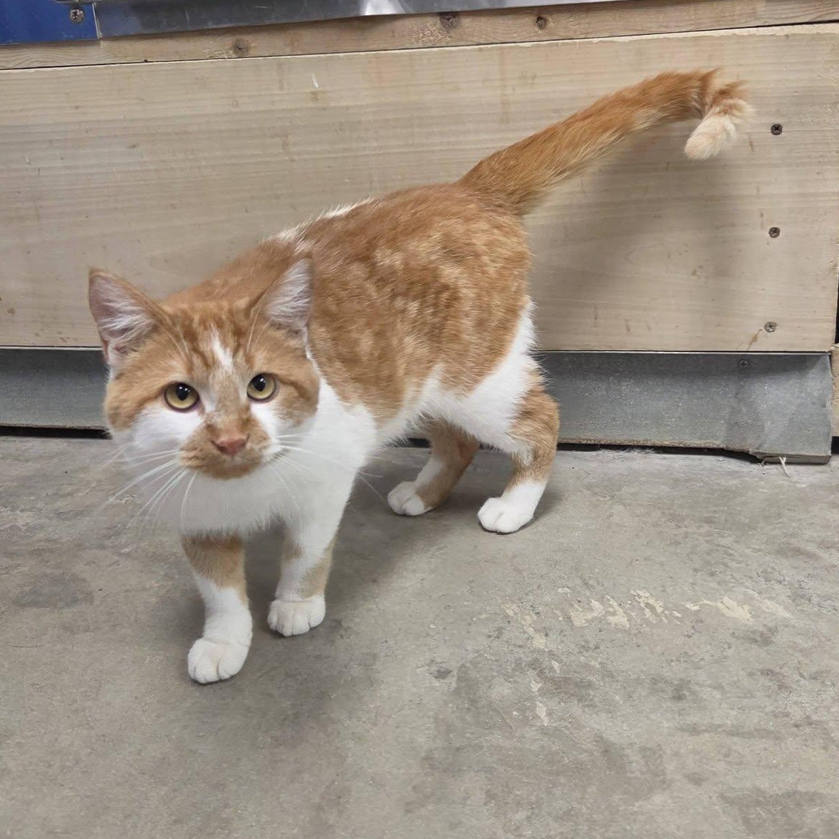 Enlarge Baboon, a Adoptable Domestic Short Hair in Chilton, WI image 5/6
