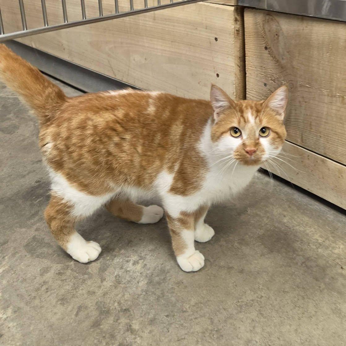 Enlarge Baboon, a Adoptable Domestic Short Hair in Chilton, WI image 3/6