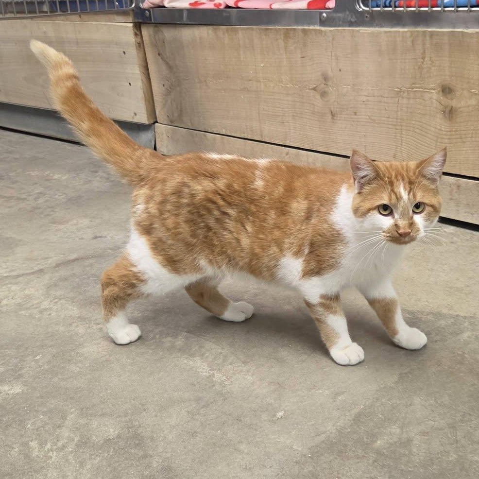 Enlarge Baboon, a Adoptable Domestic Short Hair in Chilton, WI image 6/6