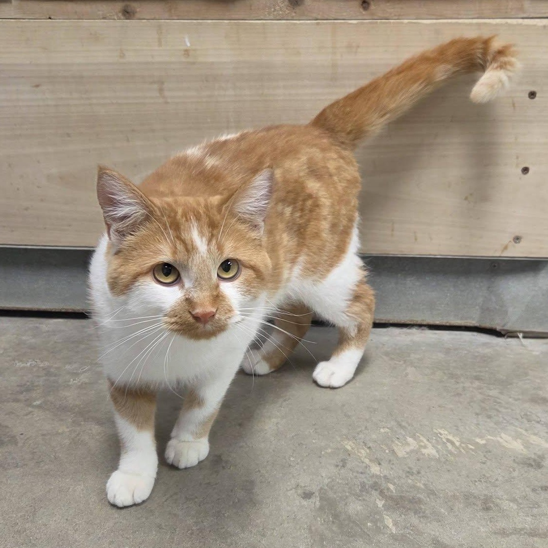 Enlarge Baboon, a Adoptable Domestic Short Hair in Chilton, WI image 4/6