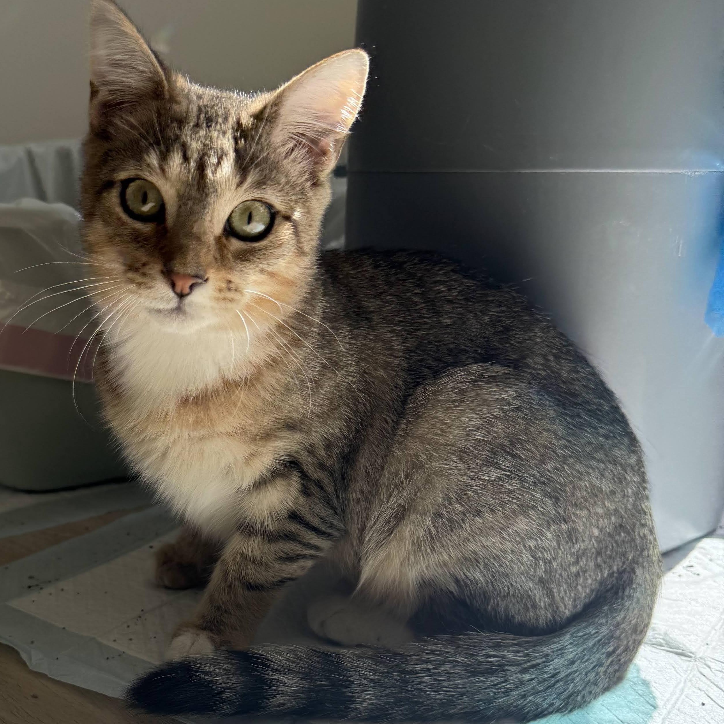 Enlarge Vixen, an adopted Domestic Short Hair in Bolton, MA image 2/3