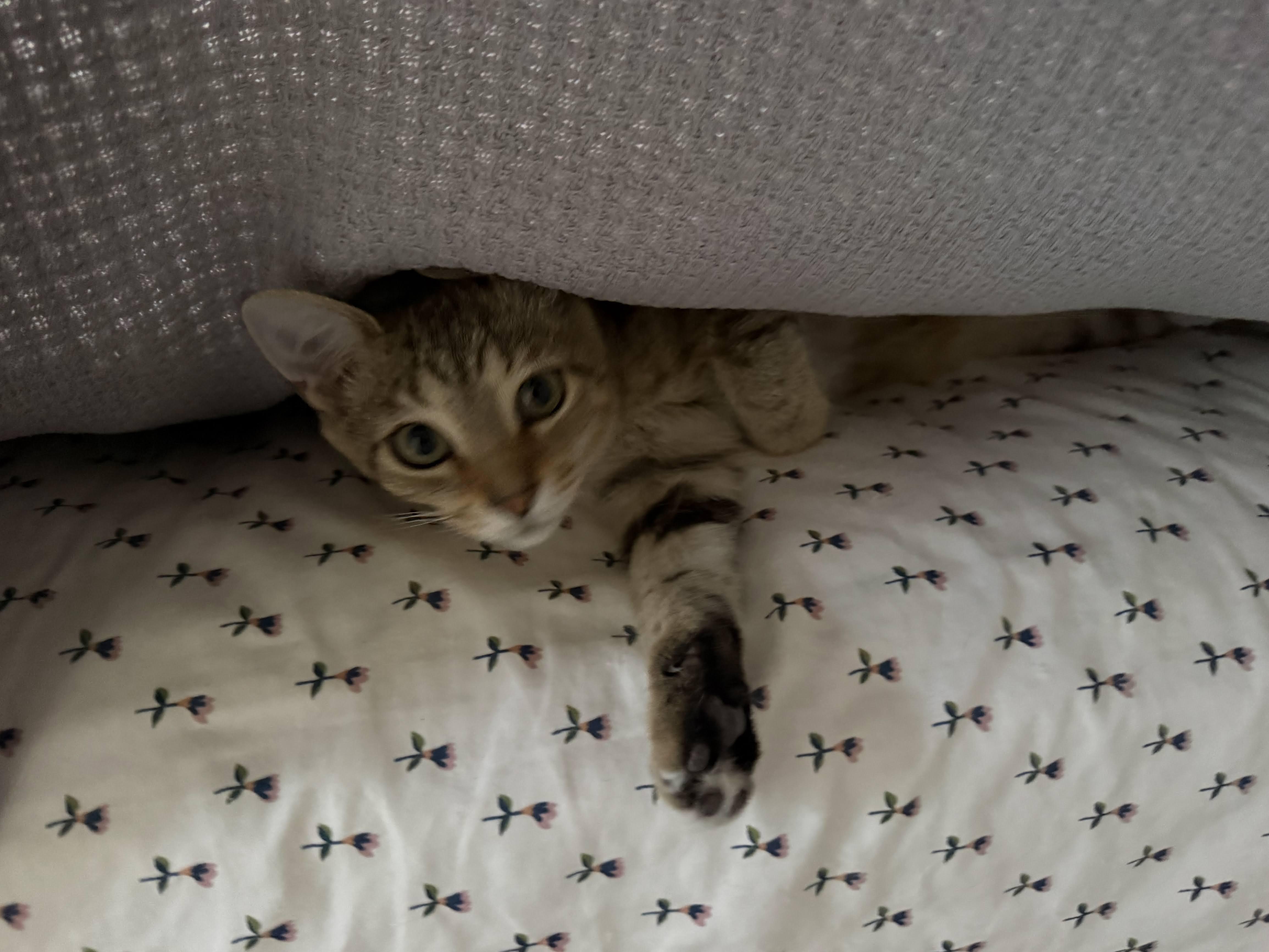 Enlarge Vixen, an adopted Domestic Short Hair in Bolton, MA image 3/3