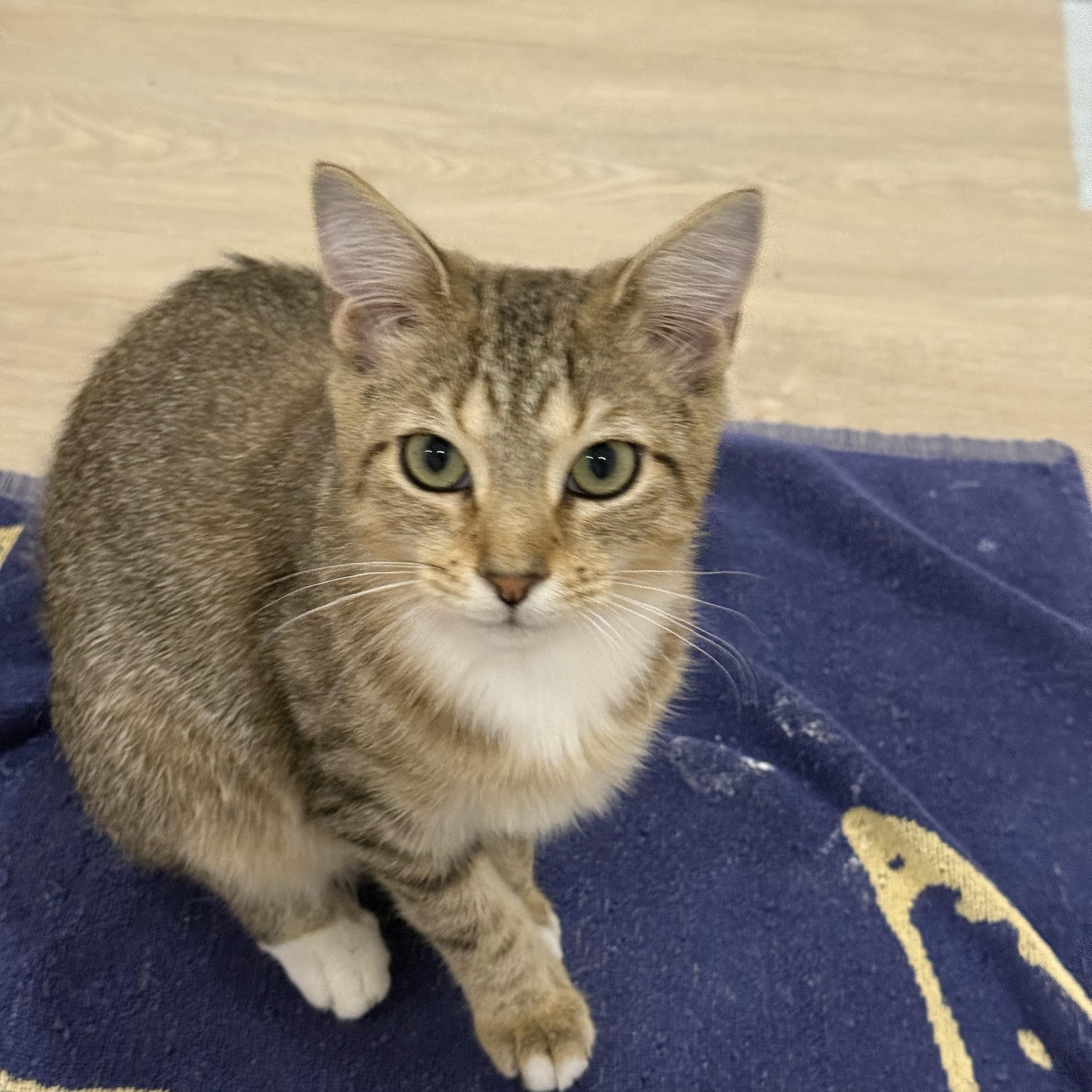 Enlarge Vixen, an adopted Domestic Short Hair in Bolton, MA image 1/3