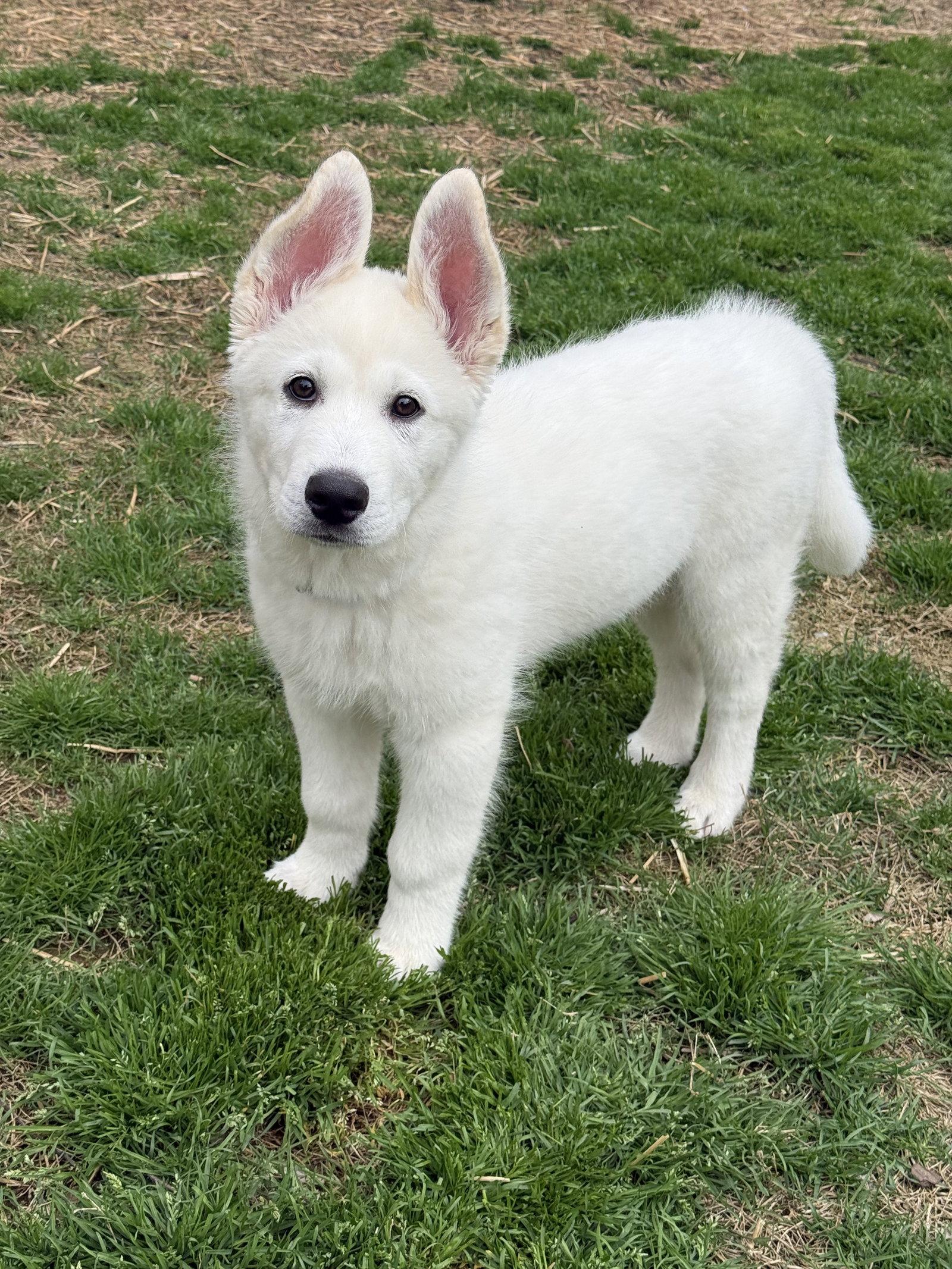 Olaf, Adopted, Puppy Male Great Pyrenees & Siberian Husky.