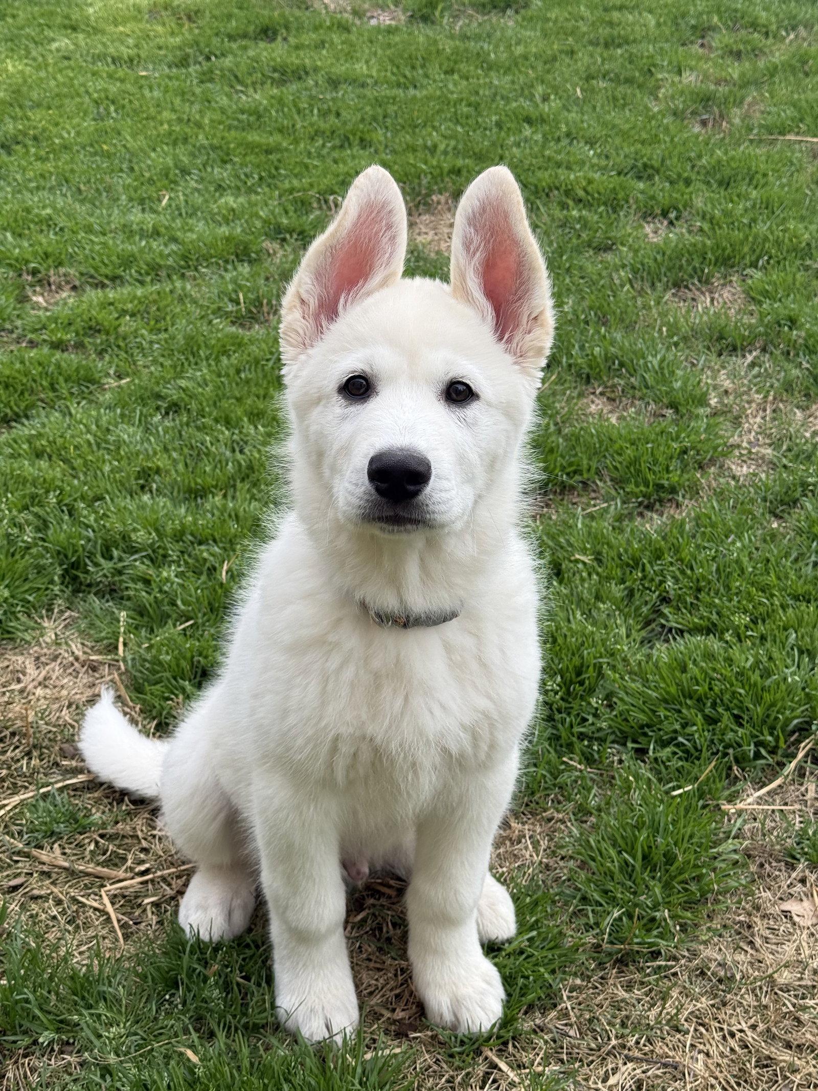 Olaf, a Adopted mixed breed in Woodstock, GA image 2/3
