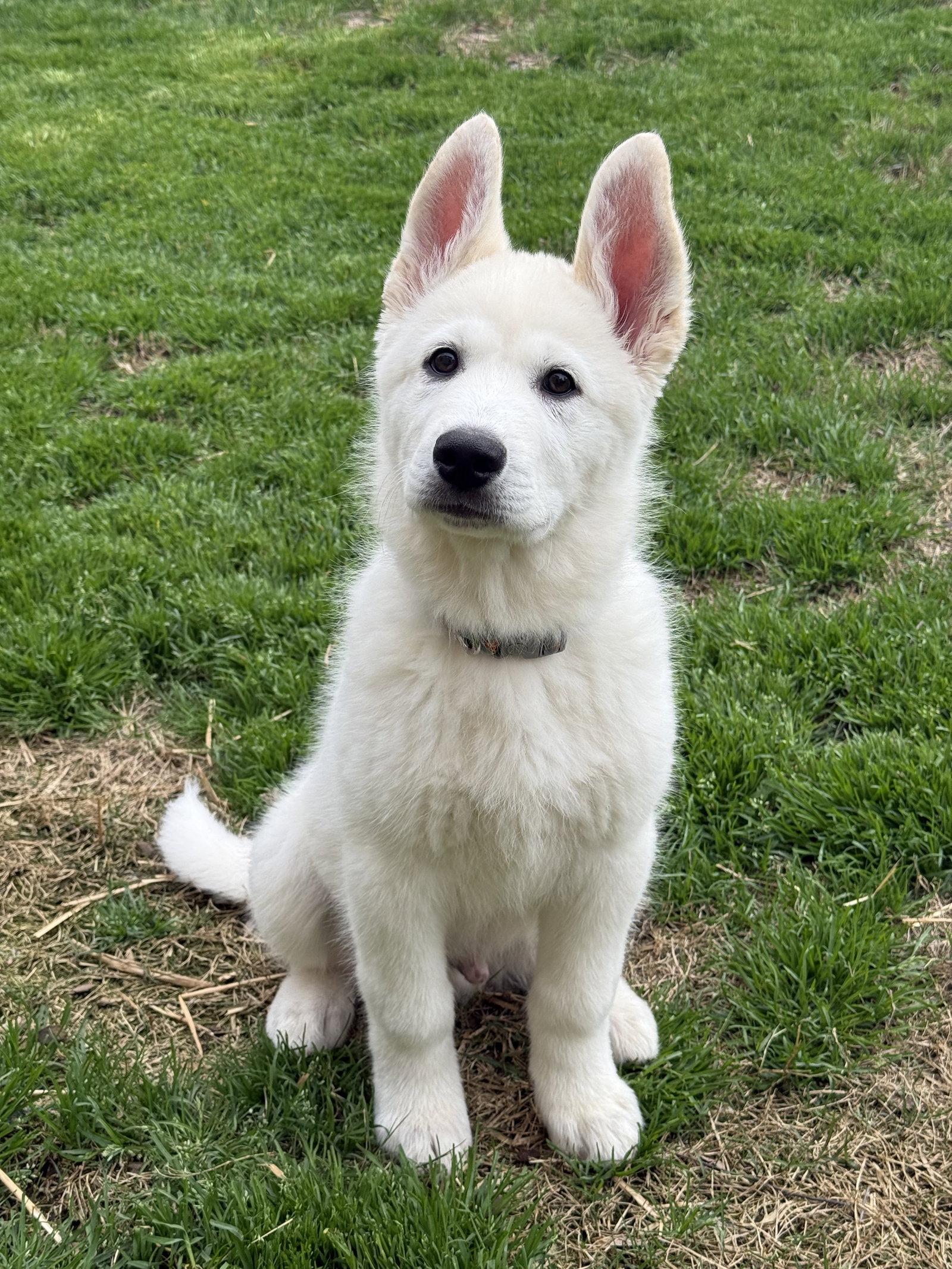 Olaf, a Adopted mixed breed in Woodstock, GA image 3/3