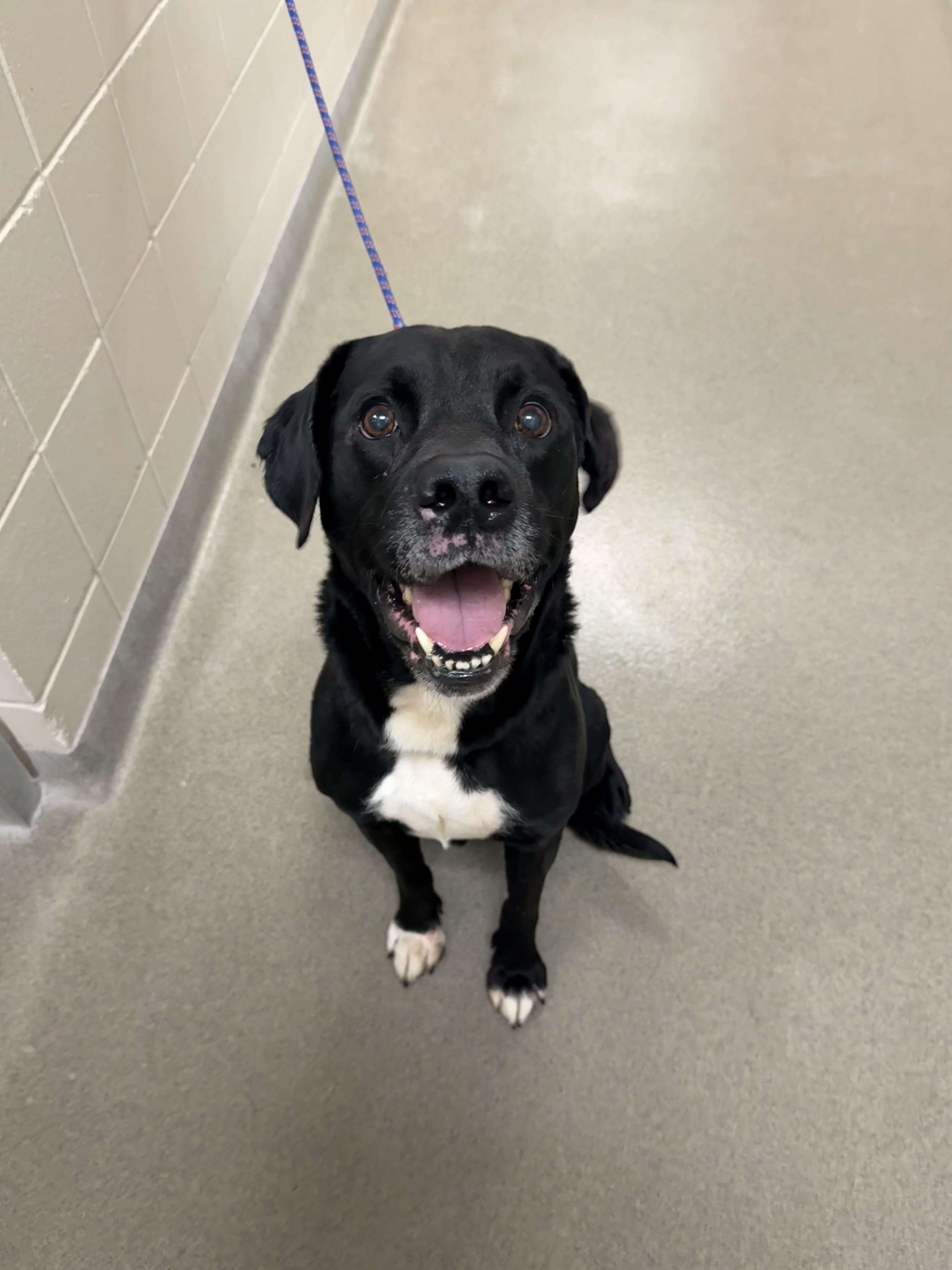 Enlarge Benny , a ADOPTABLE Black Labrador Retriever in Kearney, NE image 1/1