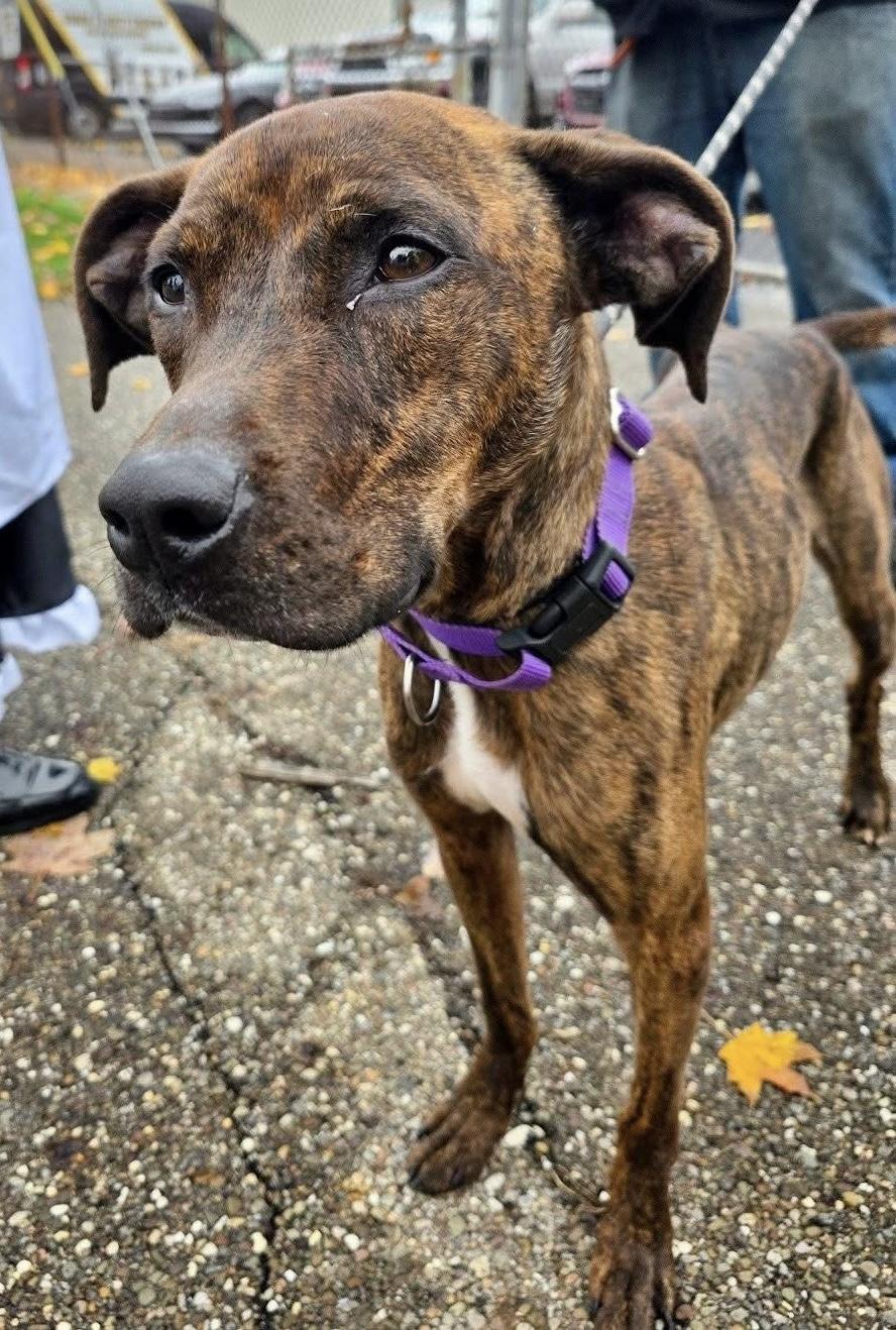 Phineas AVAILABLE, Adoptable, Adult Male Plott Hound.