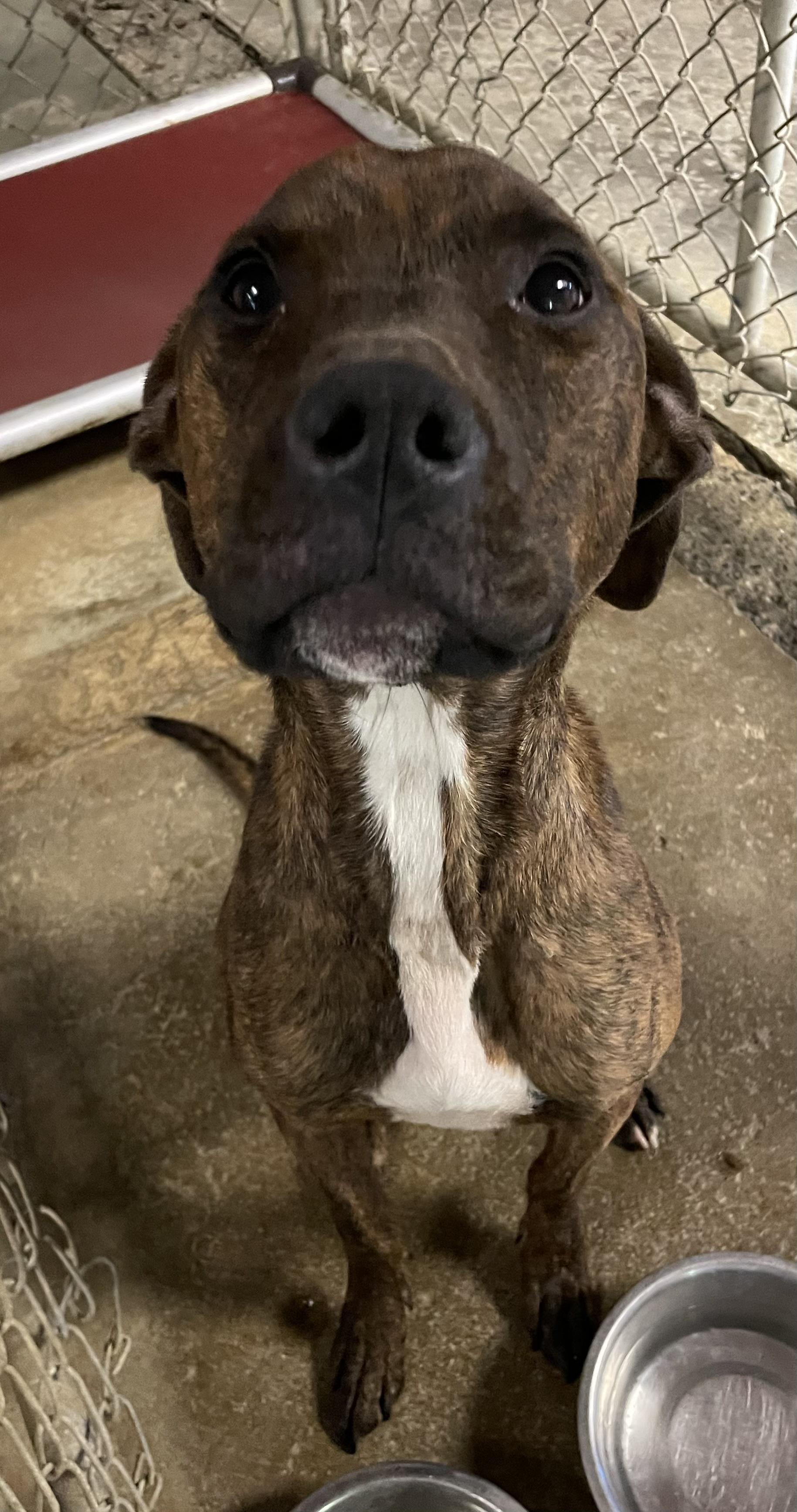 Phineas AVAILABLE, a Adoptable Plott Hound in Canton, OH image 3/5