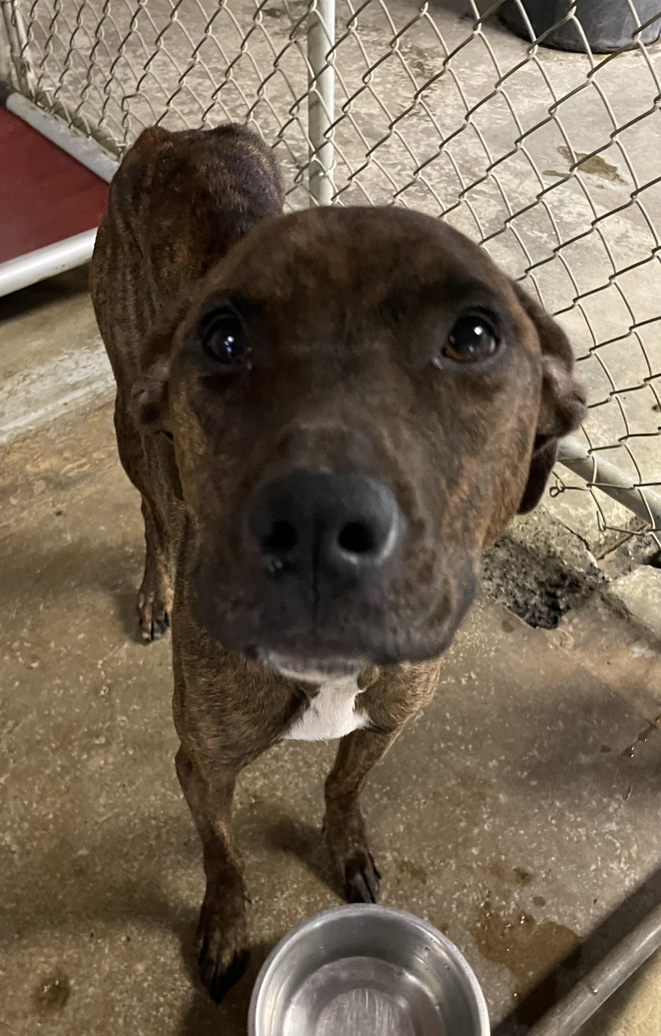 Phineas AVAILABLE, a Adoptable Plott Hound in Canton, OH image 4/5