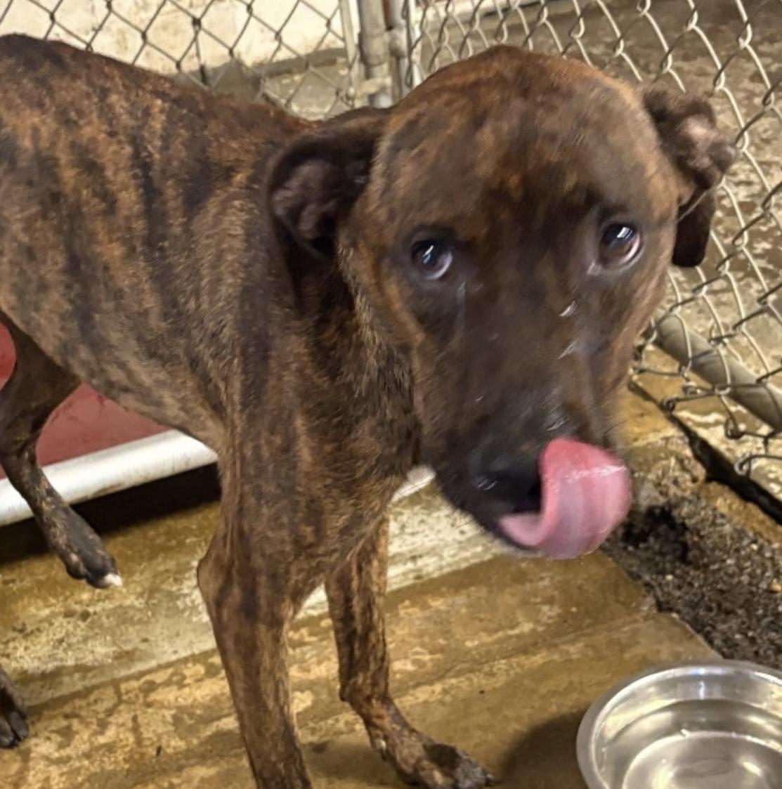 Phineas AVAILABLE, a Adoptable Plott Hound in Canton, OH image 5/5