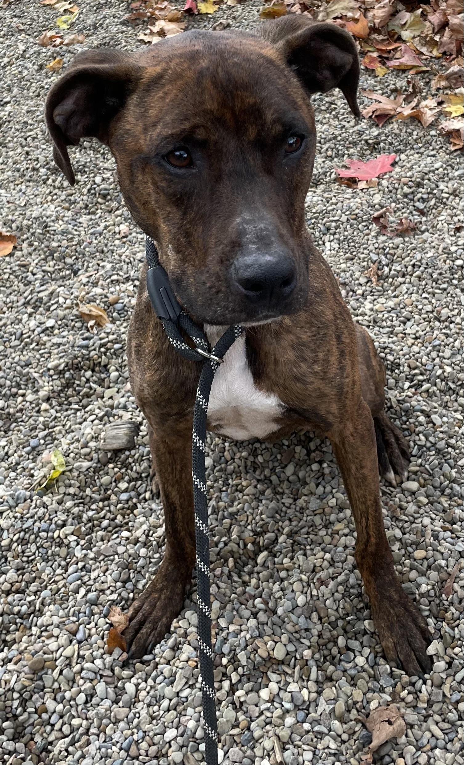 Phineas AVAILABLE, a Adoptable Plott Hound in Canton, OH image 2/5
