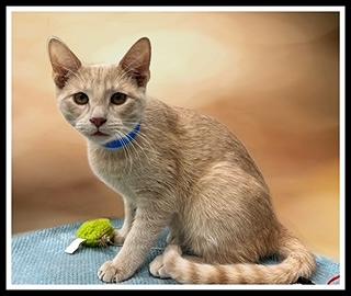 Enlarge TERRACE, a Adoptable Domestic Short Hair in Peoria, IL image 1/1