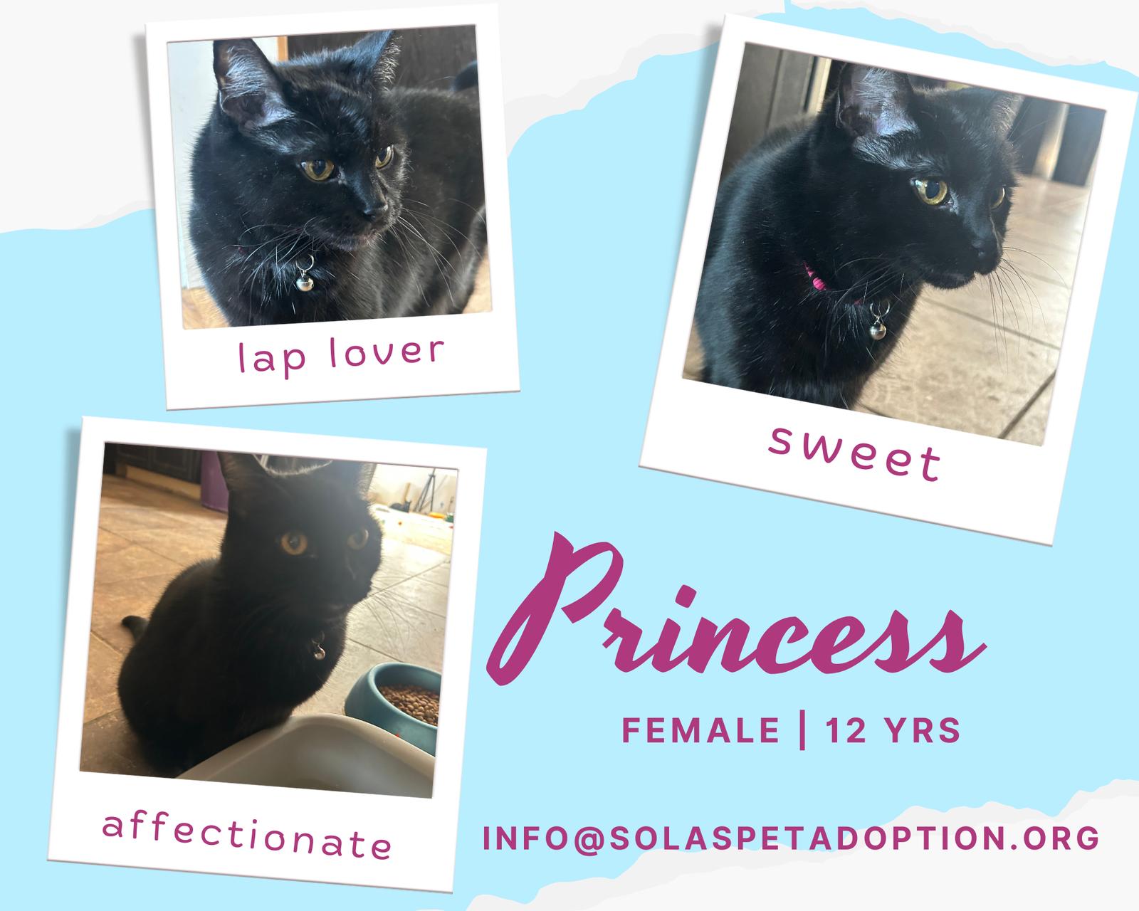 Princess - TV, Adoptable, Senior Female Domestic Short Hair.