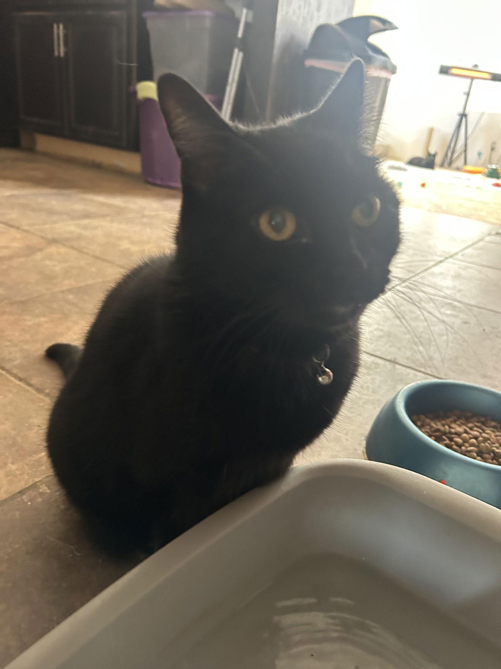 Princess - TV, a Adoptable Domestic Short Hair in Council Bluffs, IA image 3/3