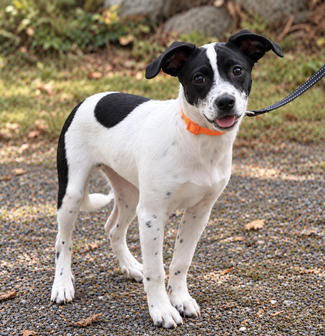 Enlarge Linus, a Adopted mixed breed in Puyallup, WA image 2/2