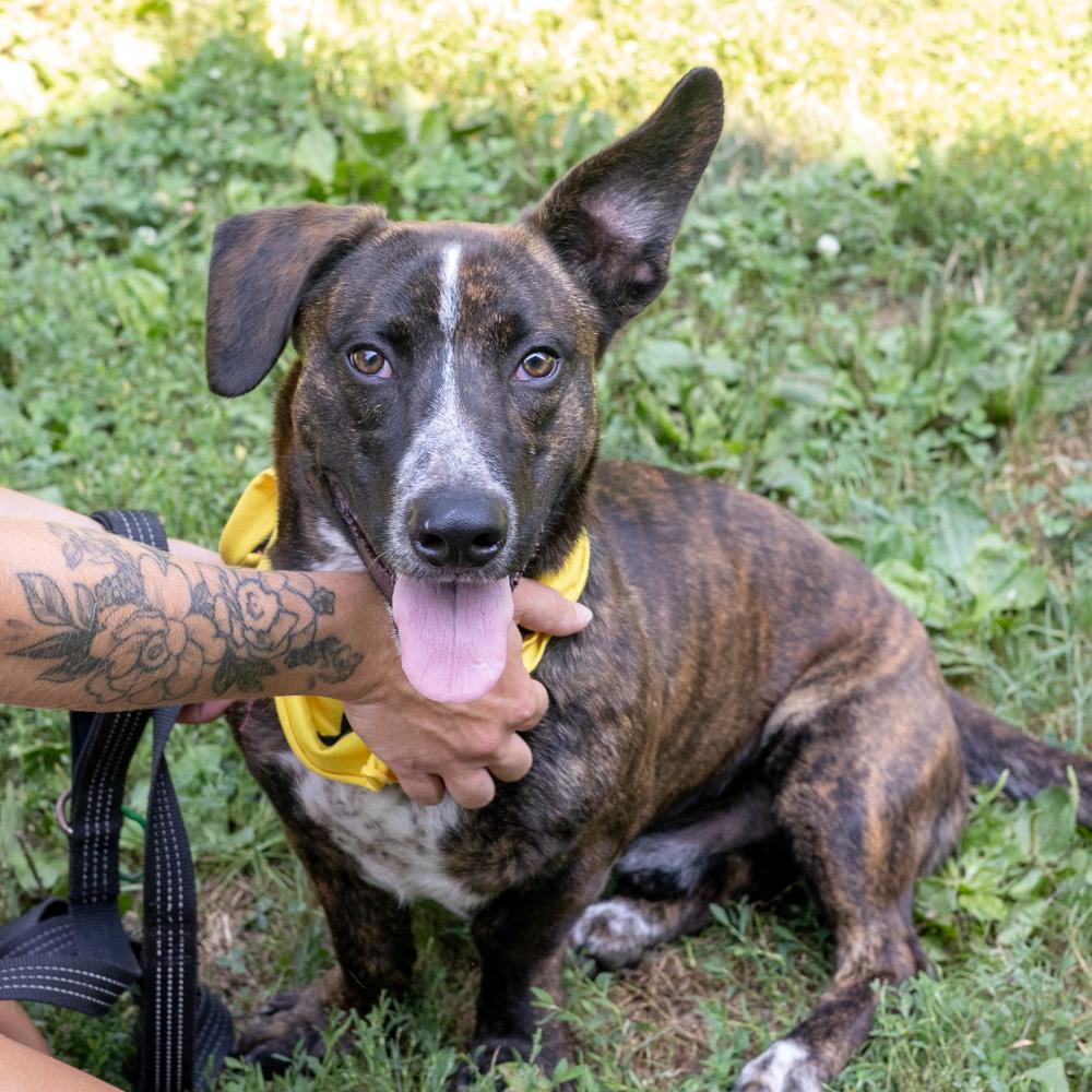Roscoe (Male)