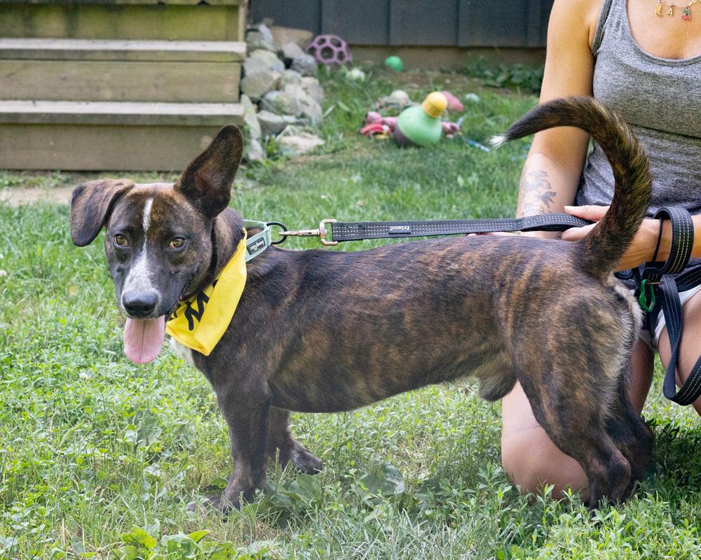 Roscoe (Male)