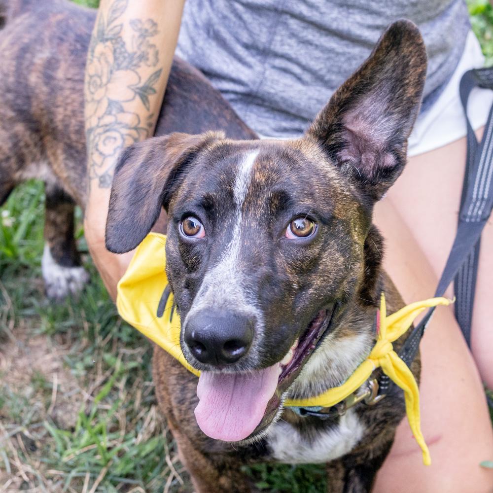 Roscoe (Male)