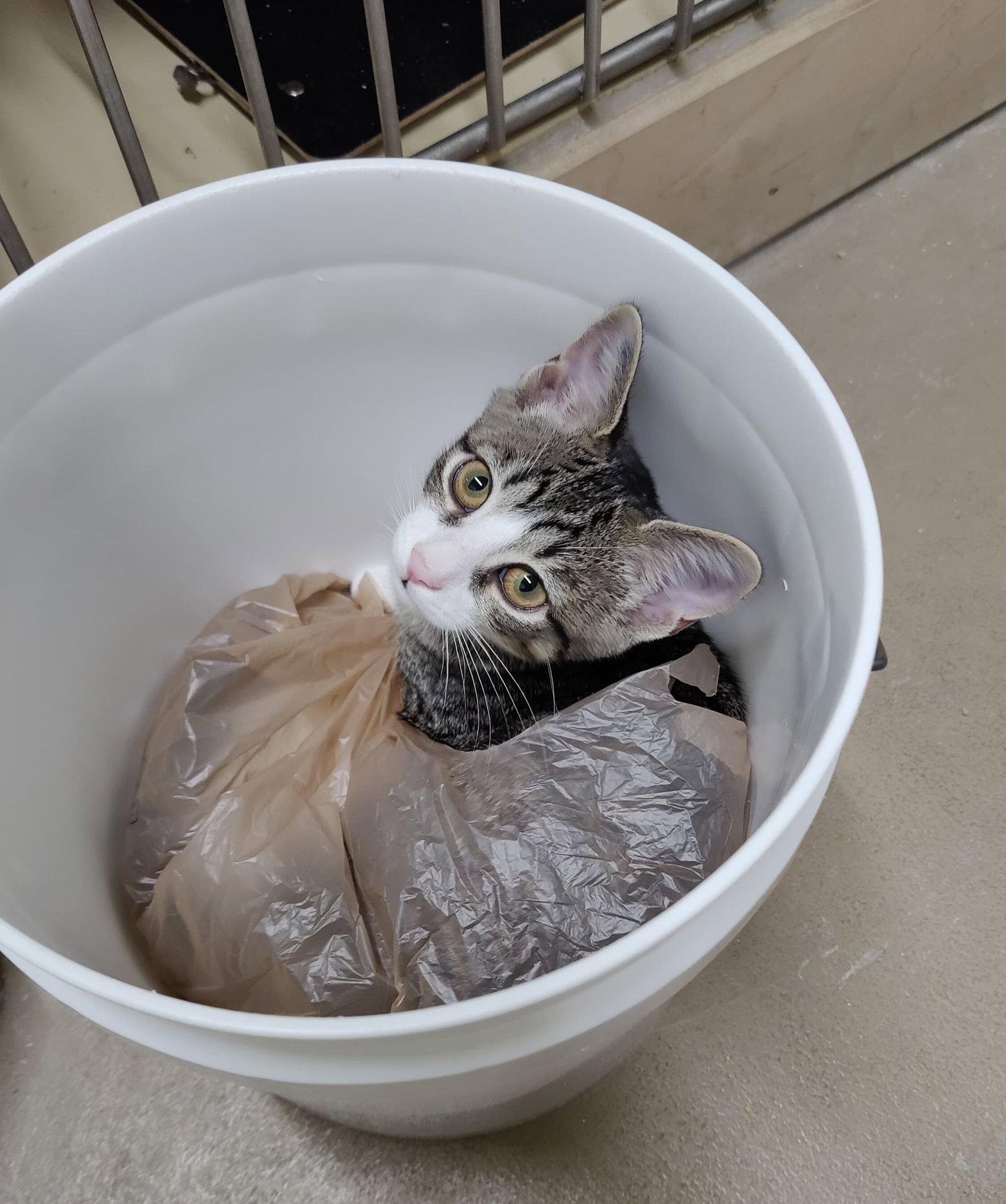 Enlarge Flora aka Sadie, a Adopted Domestic Short Hair in Gonic, NH image 1/3