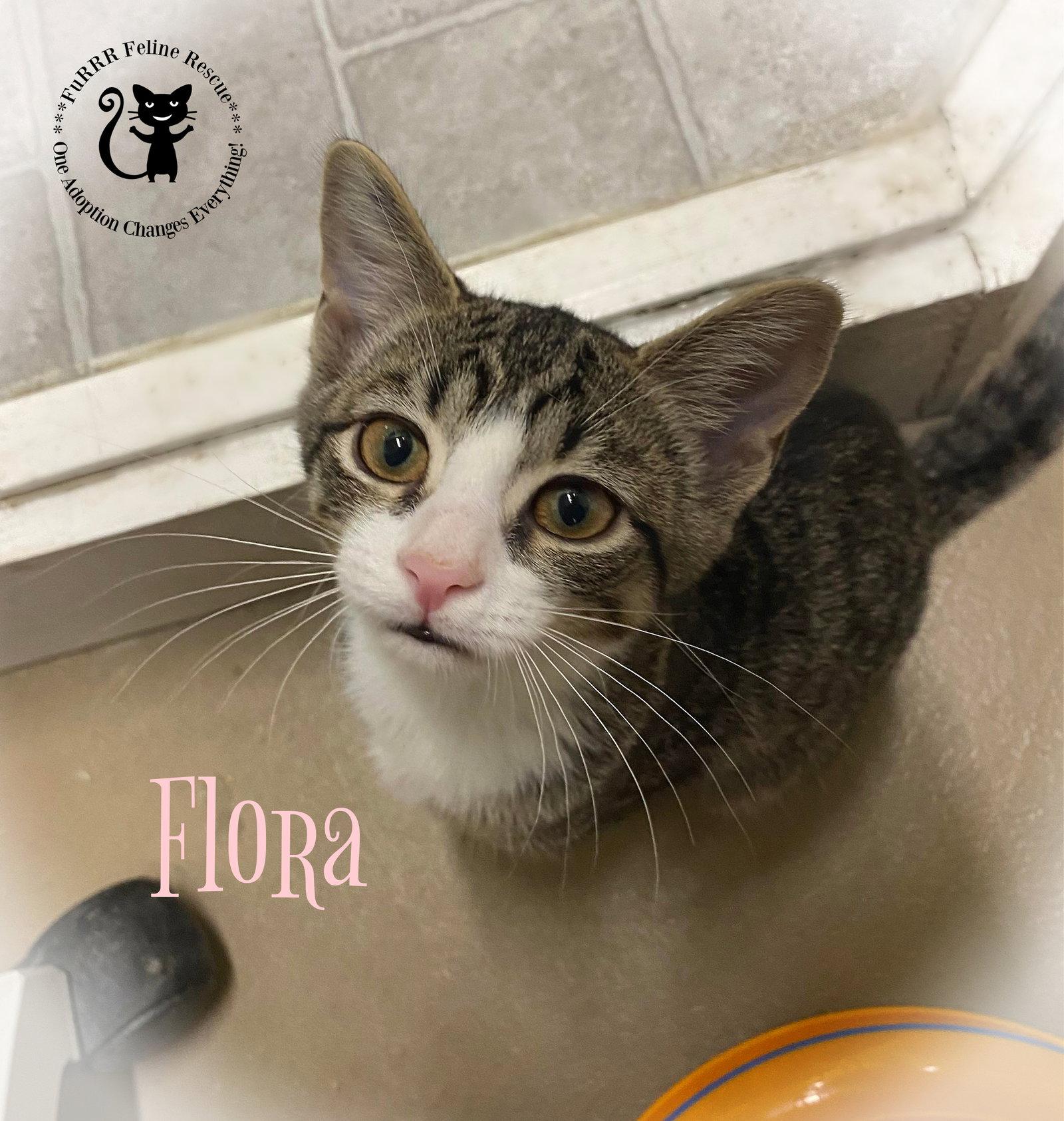 Enlarge Flora aka Sadie, a Adopted Domestic Short Hair in Gonic, NH image 2/3