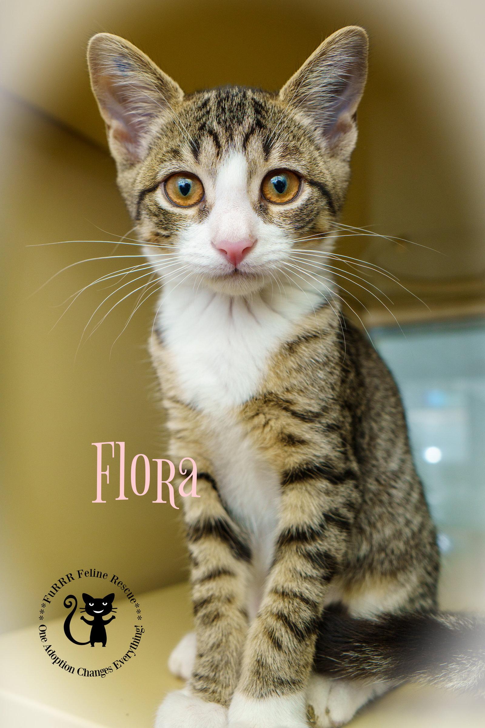 Enlarge Flora aka Sadie, a Adopted Domestic Short Hair in Gonic, NH image 3/3