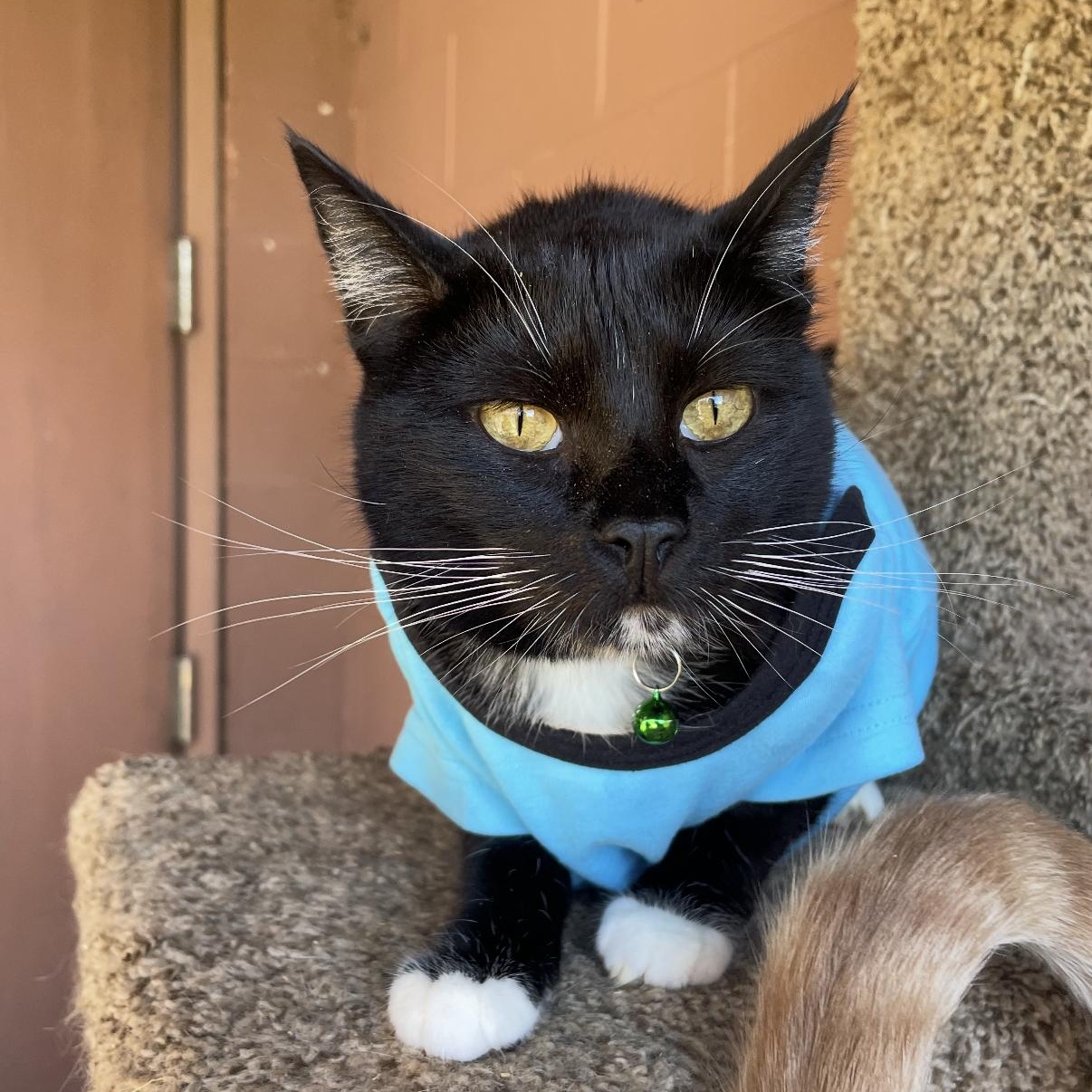 Rockstar — thumbnail 2