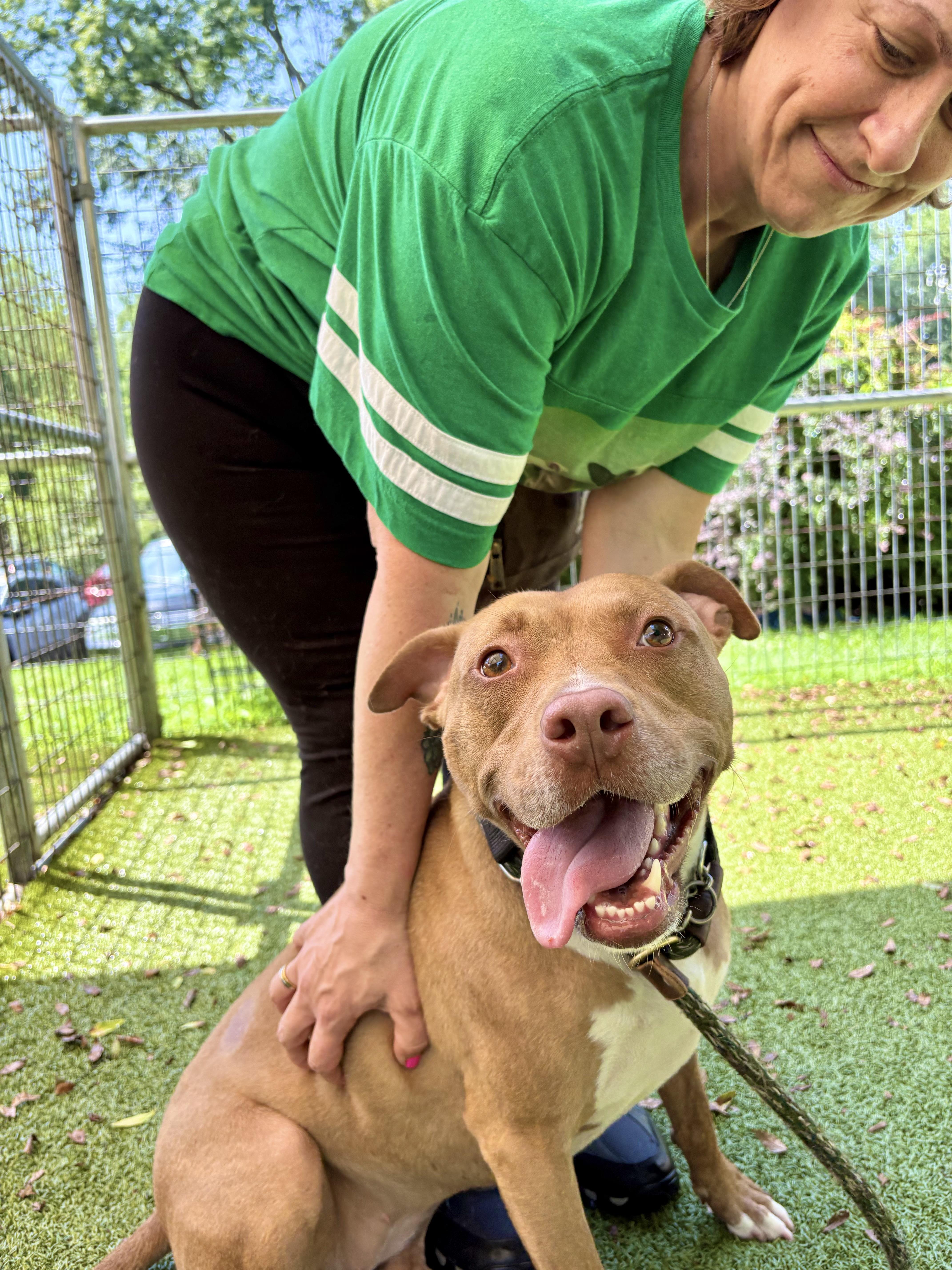 Rizzo *Sponsored Adoption Fee*, a Adoptable Mixed Breed in Media, PA image 1/6