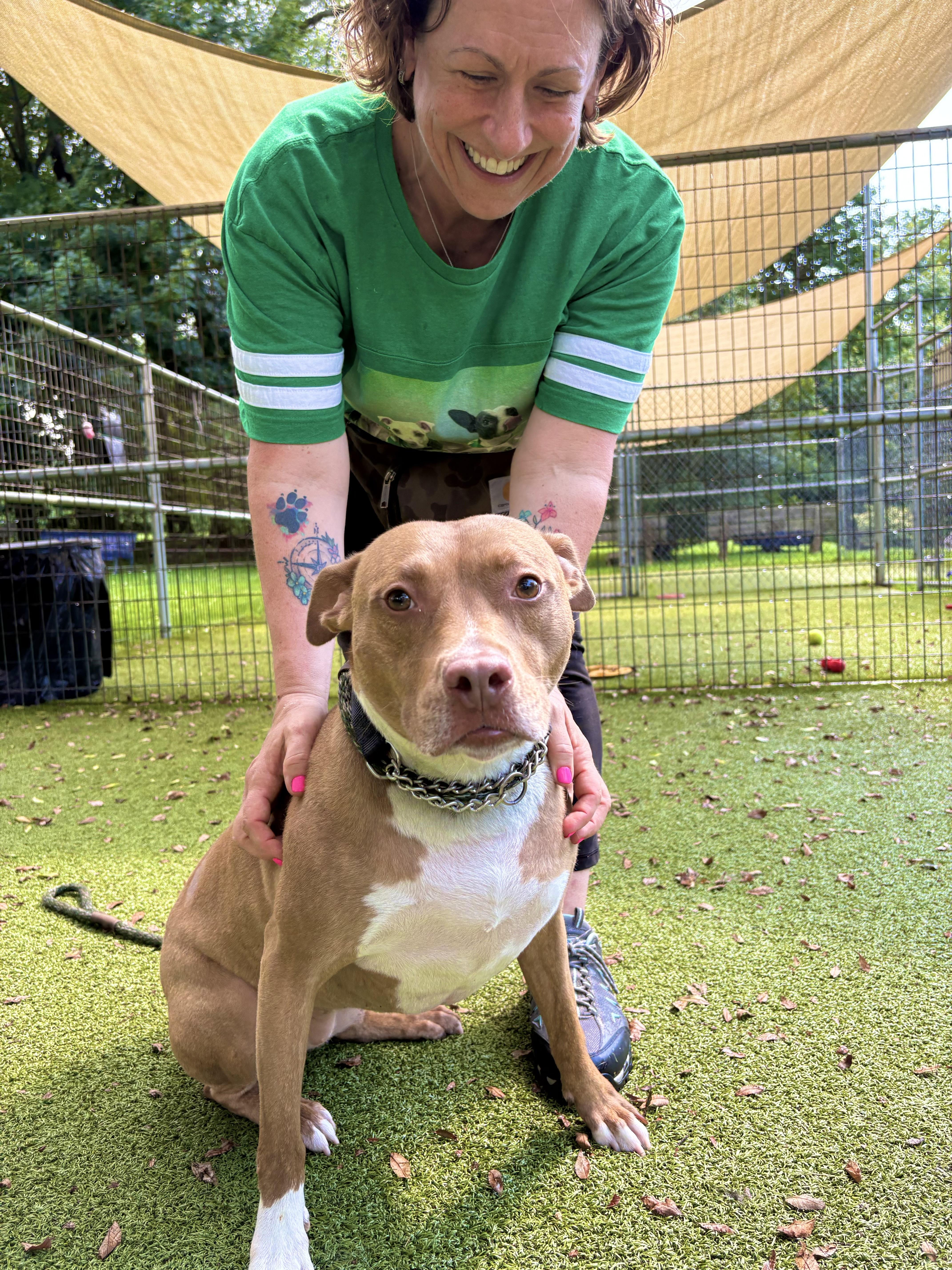 Rizzo *Sponsored Adoption Fee*, a Adoptable Mixed Breed in Media, PA image 2/6