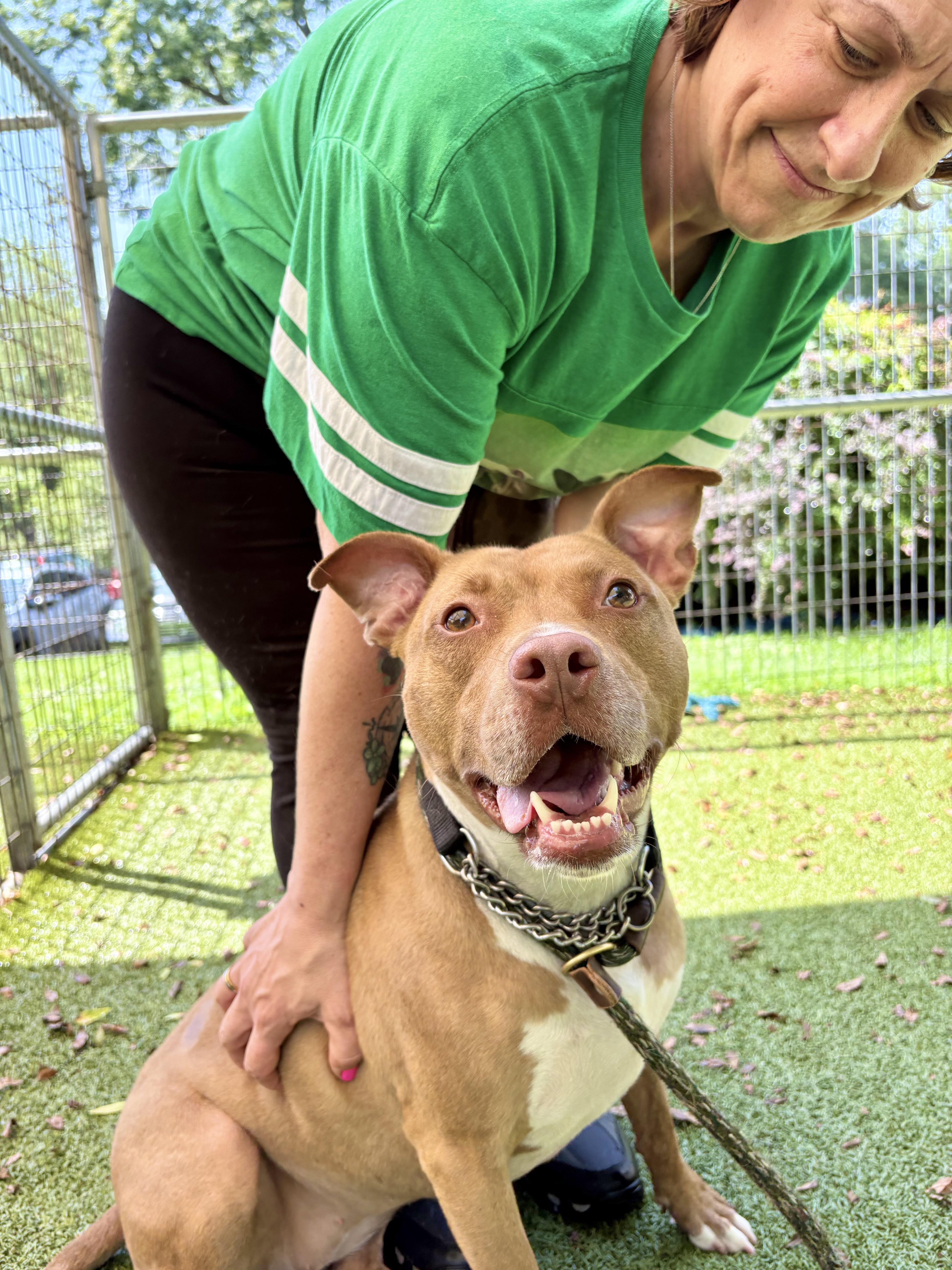 Rizzo *Sponsored Adoption Fee*, a Adoptable Mixed Breed in Media, PA image 3/6