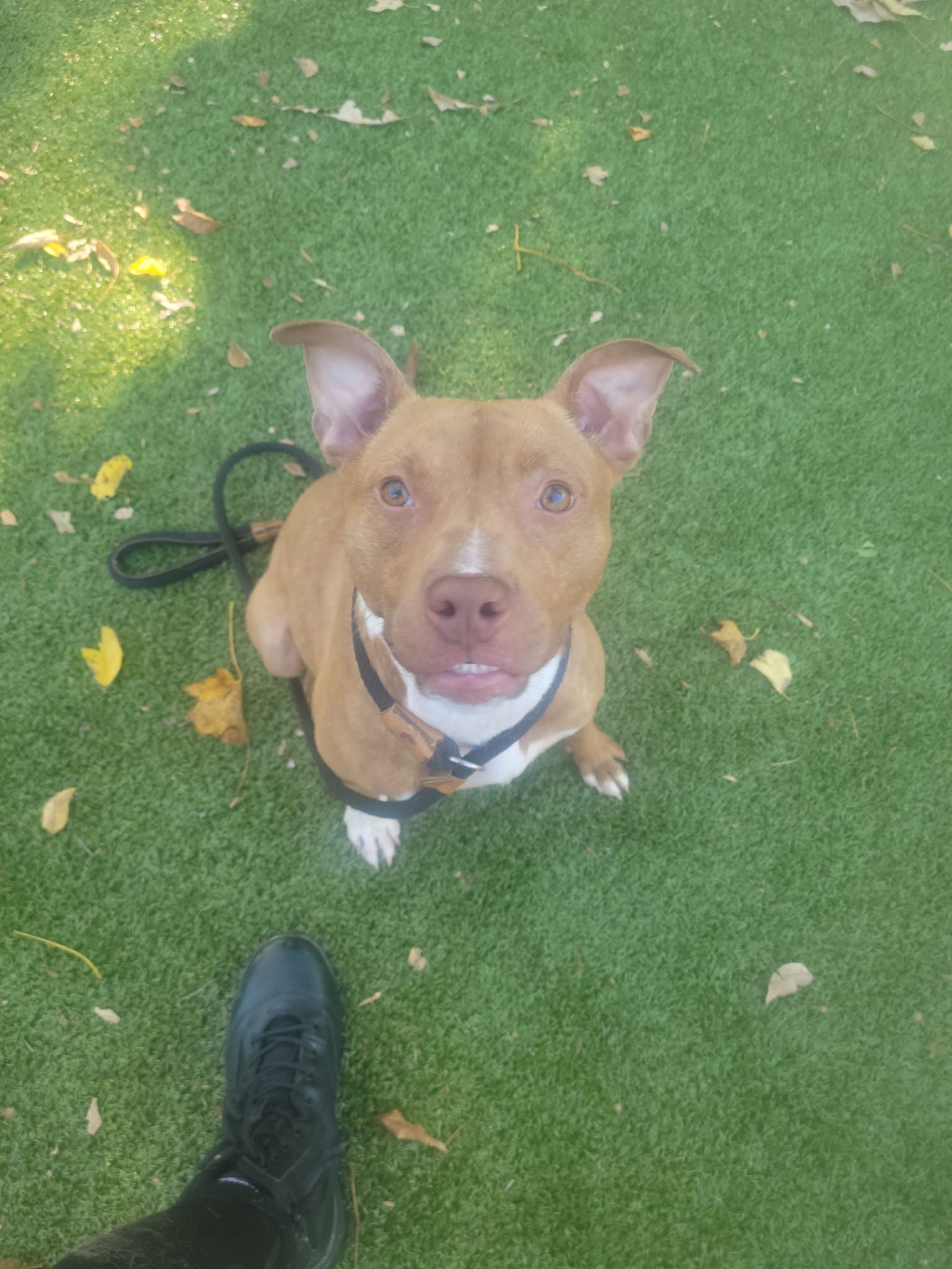 Rizzo *Sponsored Adoption Fee*, a Adoptable Mixed Breed in Media, PA image 5/6