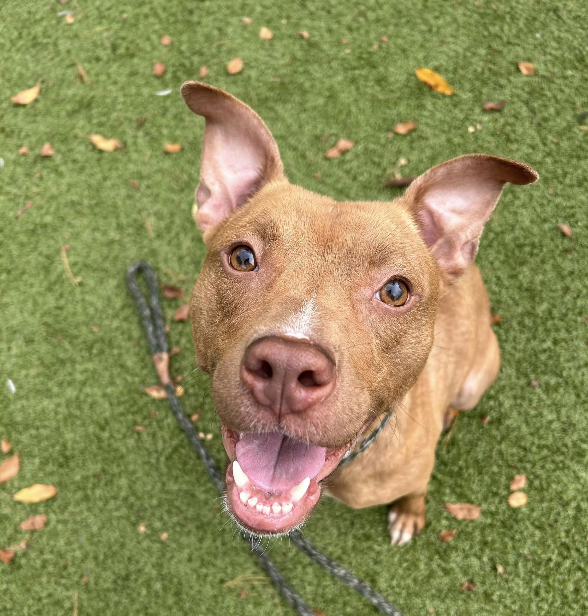 Rizzo *Sponsored Adoption Fee*, a Adoptable Mixed Breed in Media, PA image 4/6