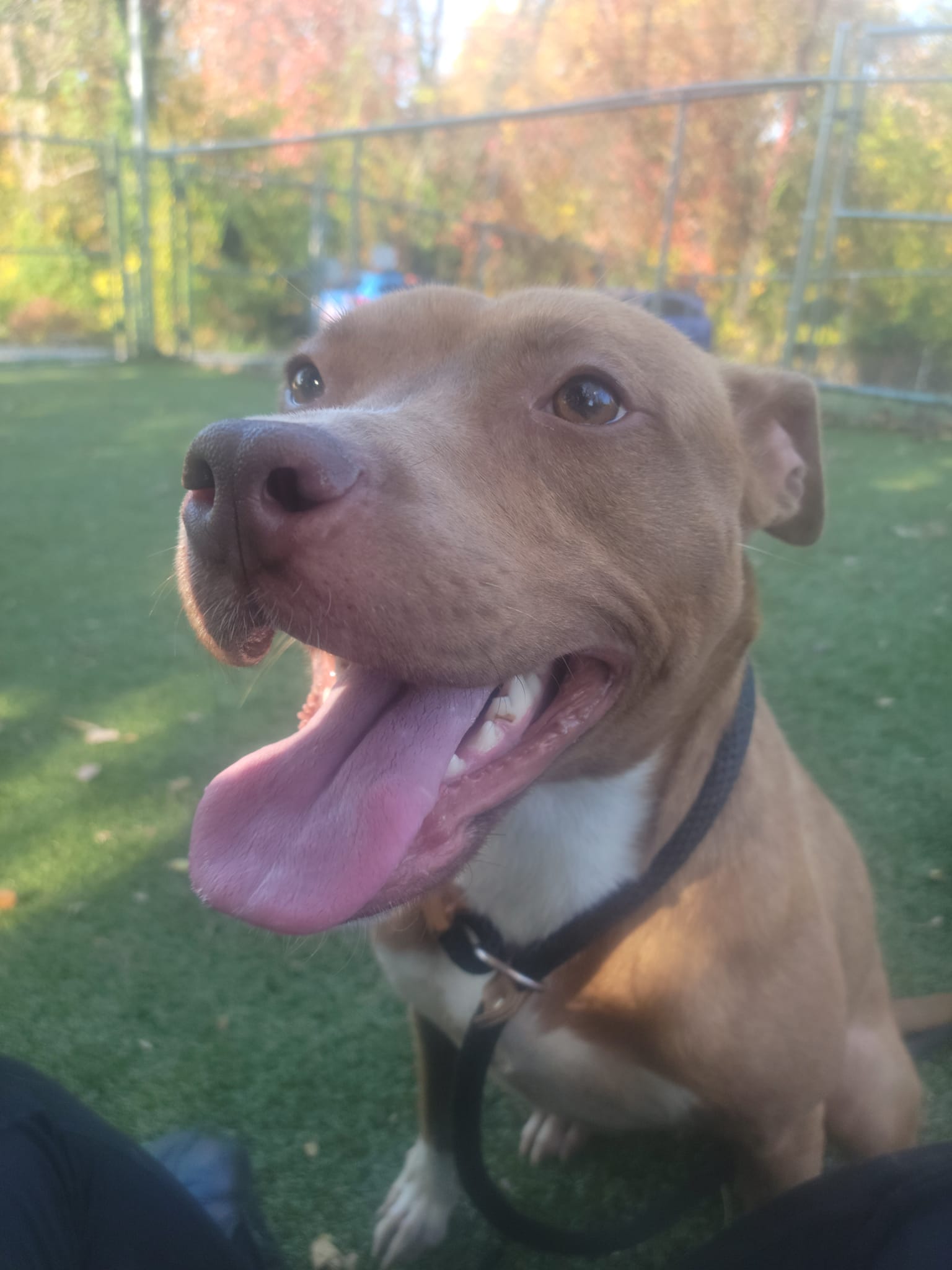 Rizzo *Sponsored Adoption Fee*, a Adoptable Mixed Breed in Media, PA image 6/6