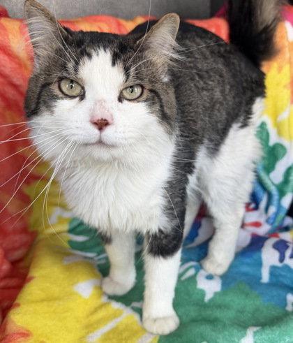 7006 (Kevin), Adoptable, Adult Male Domestic Long Hair.