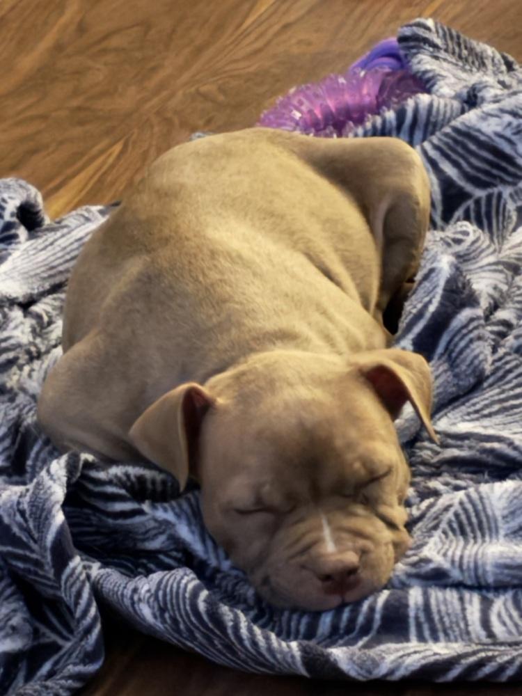 Maple, Adoptable, Puppy Female Mixed Breed.