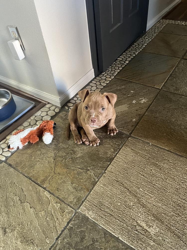 Enlarge Maple, a Adoptable mixed breed image 2/6