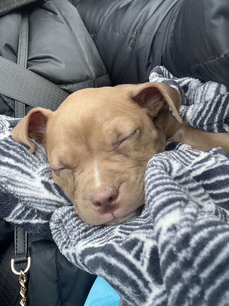 Enlarge Maple, a Adoptable mixed breed image 3/6