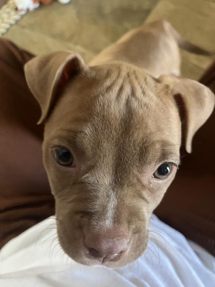 Enlarge Maple, a Adoptable mixed breed image 4/6