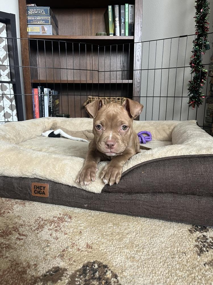 Enlarge Maple, a Adoptable mixed breed image 5/6