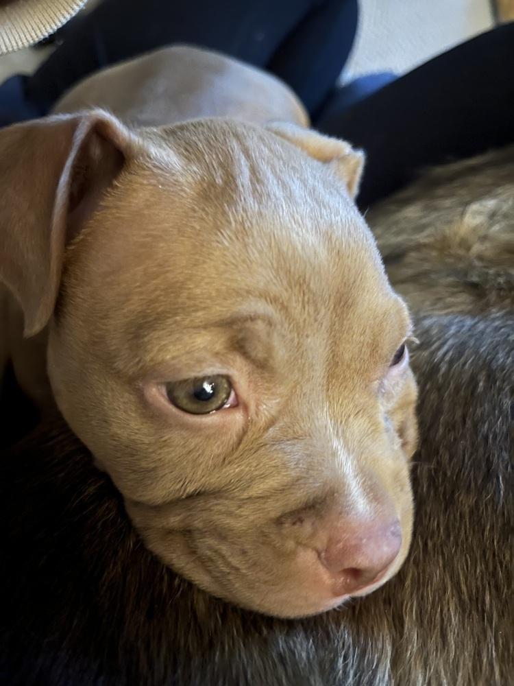 Enlarge Maple, a Adoptable mixed breed image 6/6