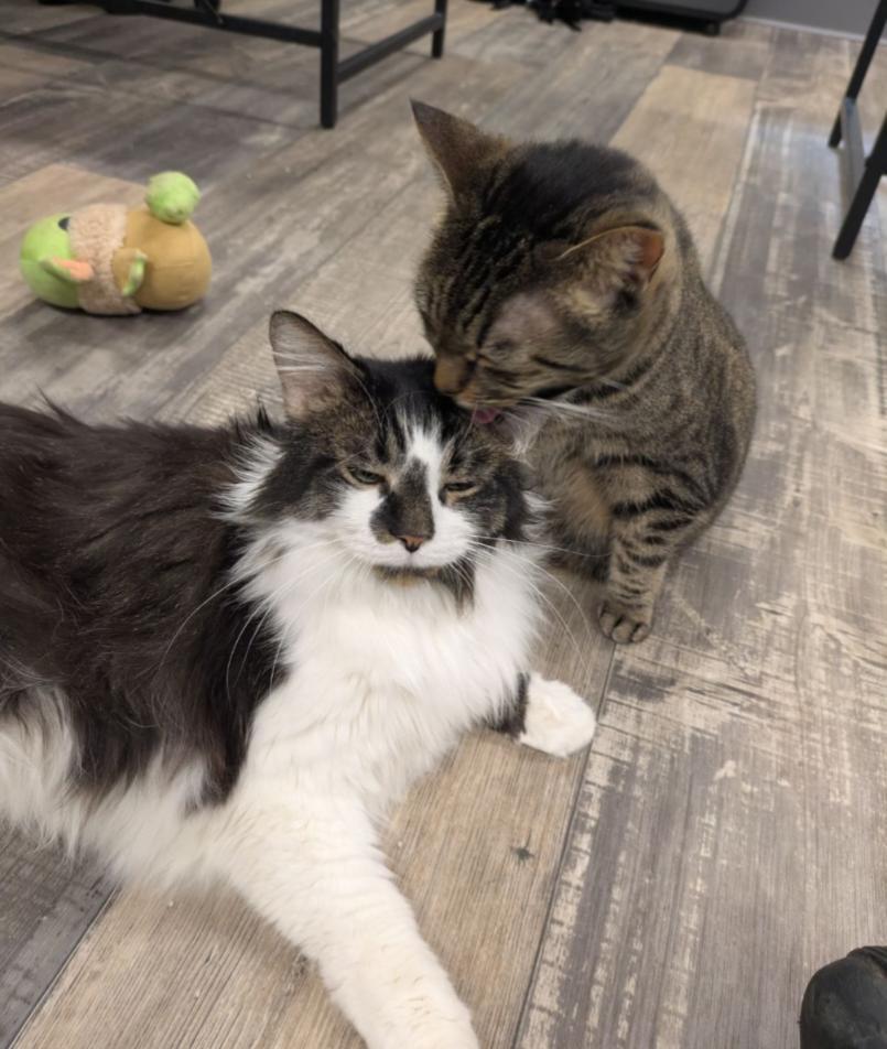 RAINBOW & TROUT, a Adoptable mixed breed in Carroll, OH image 1/3