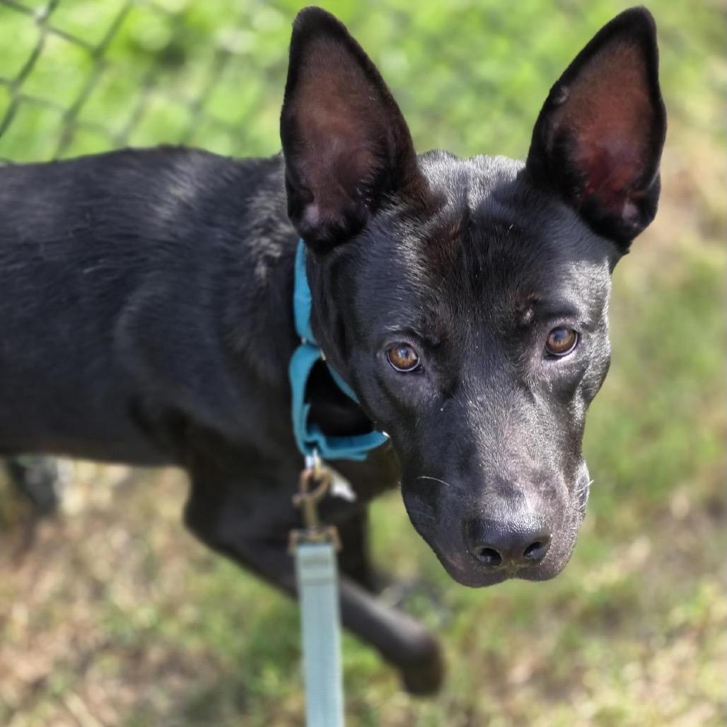 Enlarge Reese, a Adoptable Mixed Breed in Jacksonville, FL image 1/2