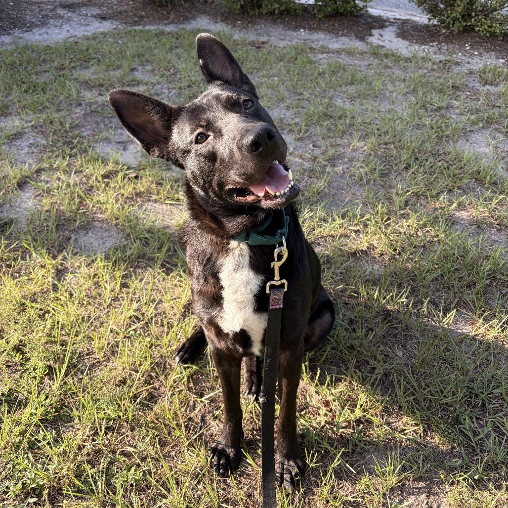 Enlarge Reese, a Adoptable Mixed Breed in Jacksonville, FL image 2/2